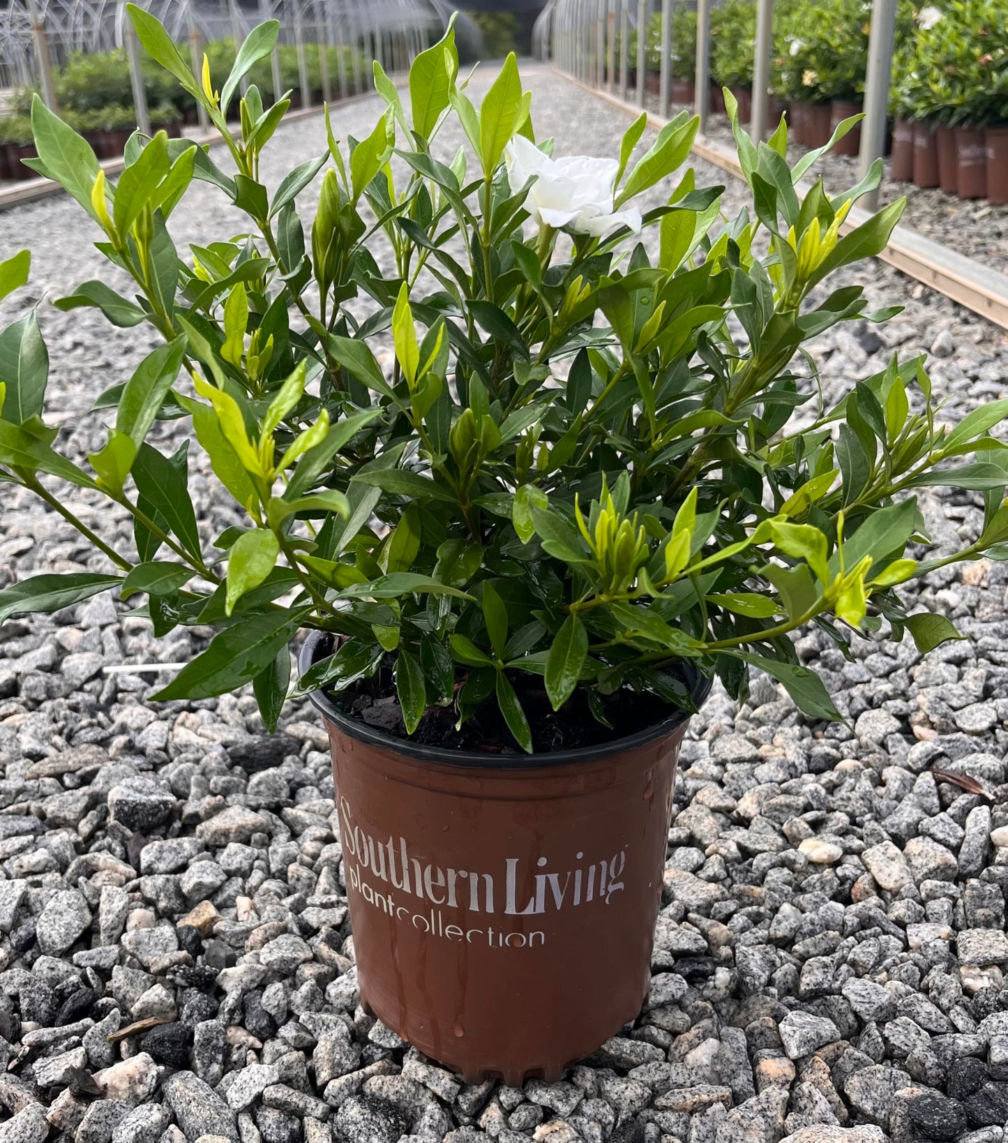 Fool Proof™ Gardenia Hybrid 'Leesix' PP32472 (1 Gallon)