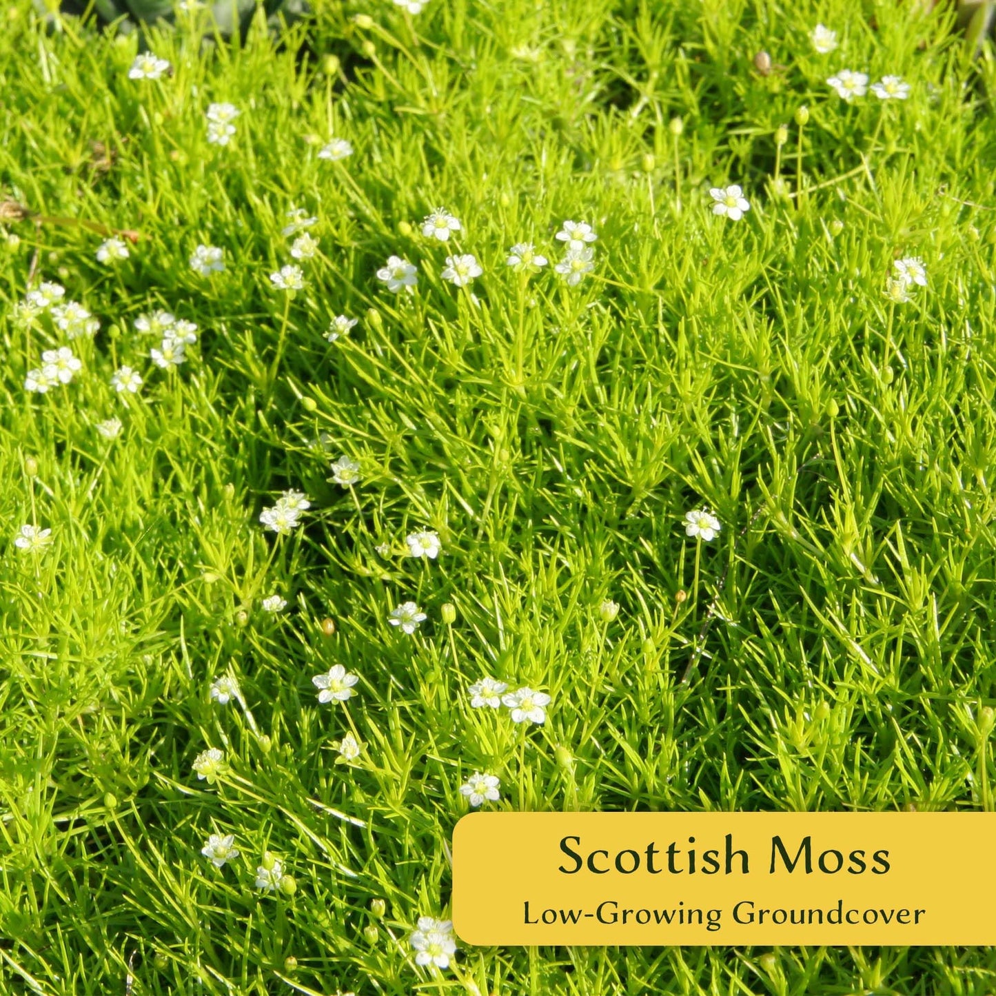 3 Scottish Moss – Soft Golden Evergreen Groundcover for Rock Gardens, Pathways & Containers (Sagina subulata ‘Aurea’) in 2.5″ Cubes, Live Plants