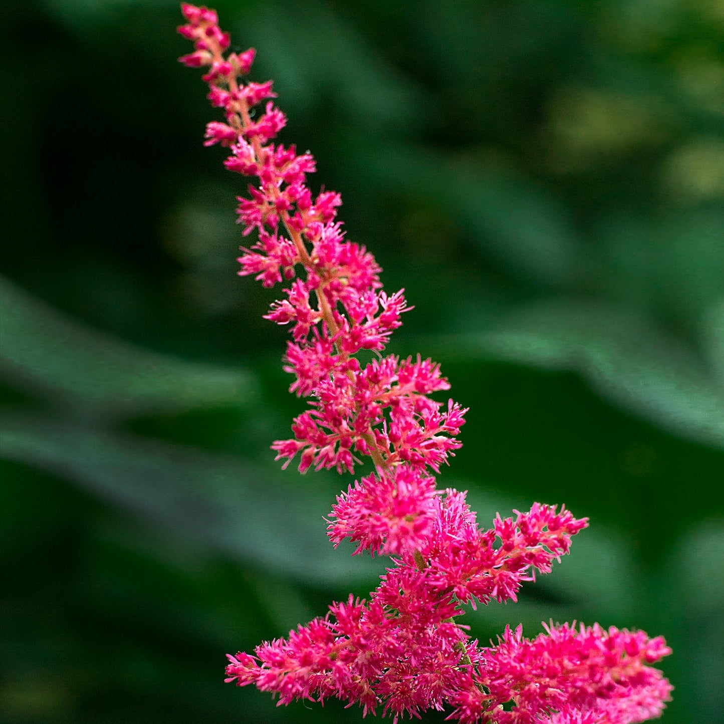 Easy to Grow Astilbe Younique Carmine 1 Plant Bareroot - Summer Hot Pink Blooms in Shade, Pollinator Friendly Flowers (False Spirea, Goat's Beard)