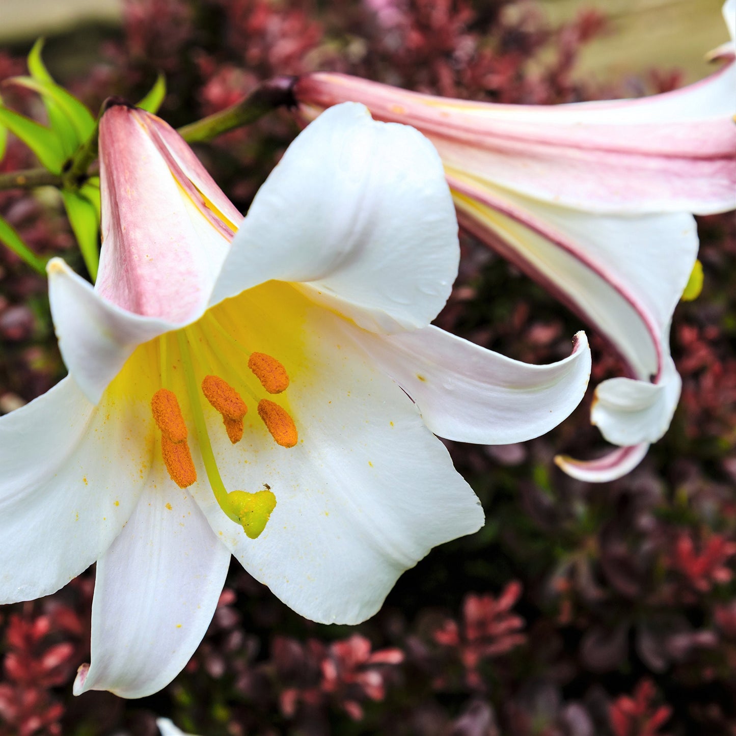 Easy to Grow Lilium Trumpet Lily 'Regale' Large Plant Bulb (1 Pack) - Tall Fragrant White & Yellow Blooms in Summer Gardens