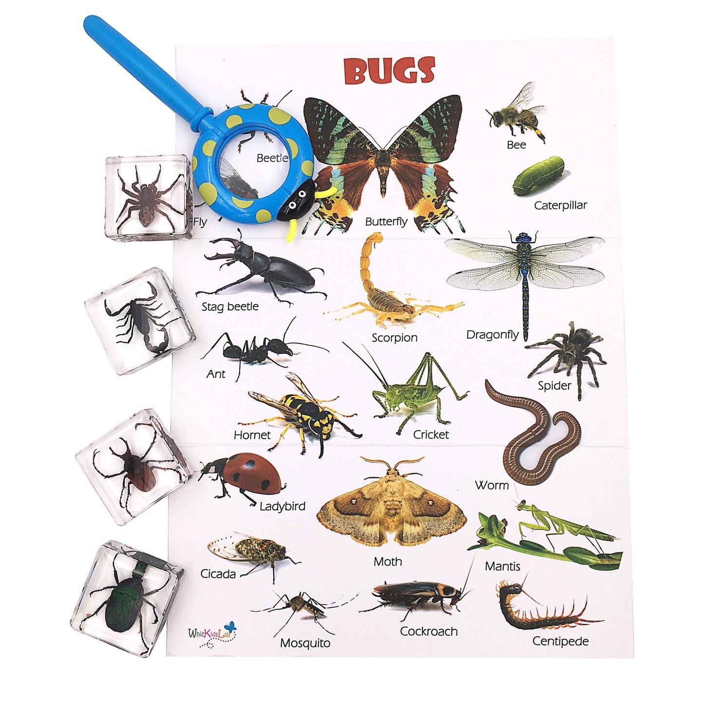 4 Real Bugs Insect Arachnid Resin Specimen STEM Set Magnifier Fun Fact Sheet Poster