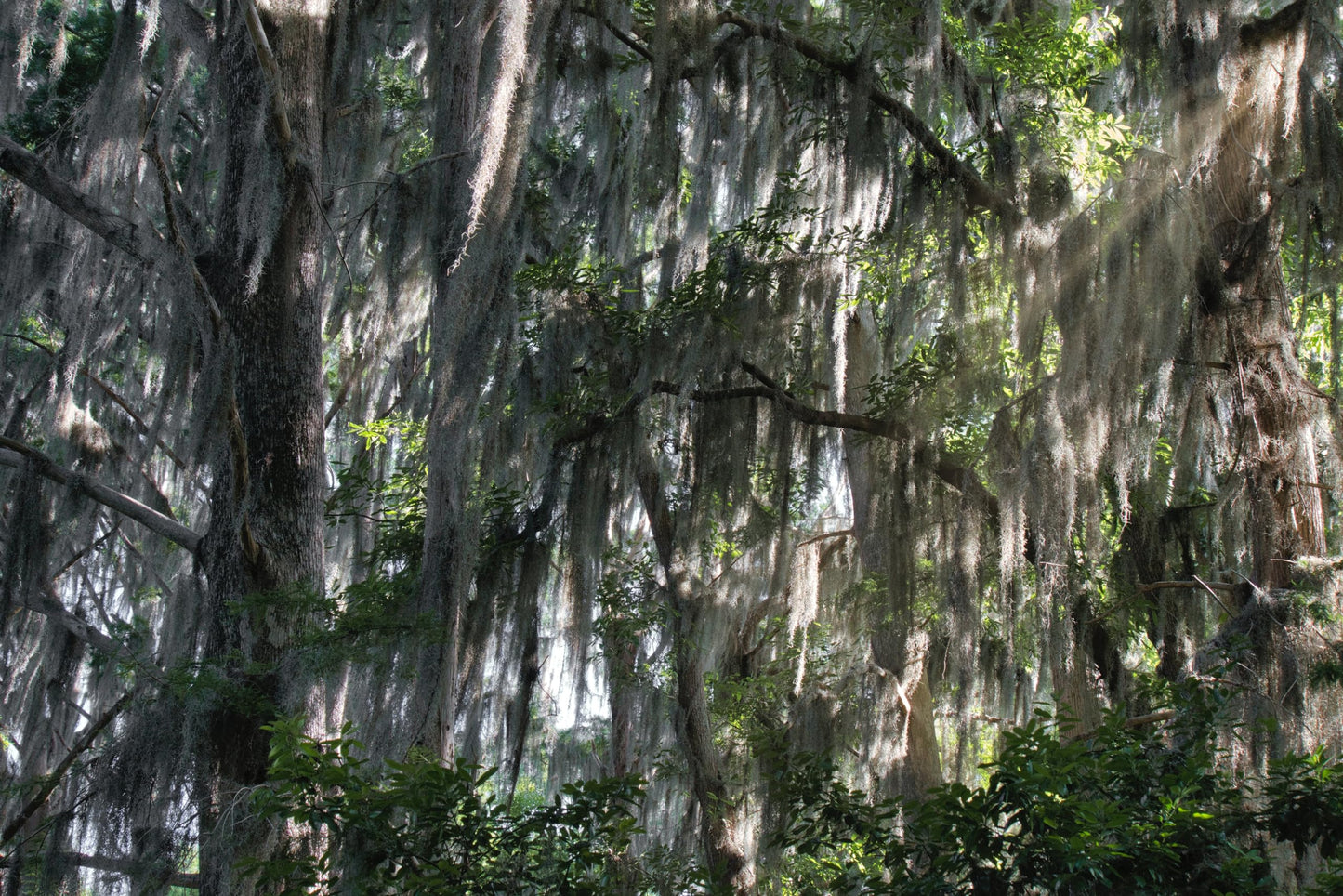 ragnaroc Tillandsia Usneoides ‘Thick-Colombian Spanish Moss’ - ragnaroc Indoor Tropical Plant 16” / 9 oz - Live Arrival Guaranteed - Live Air Plant & House Plants for Home Decor & Gift