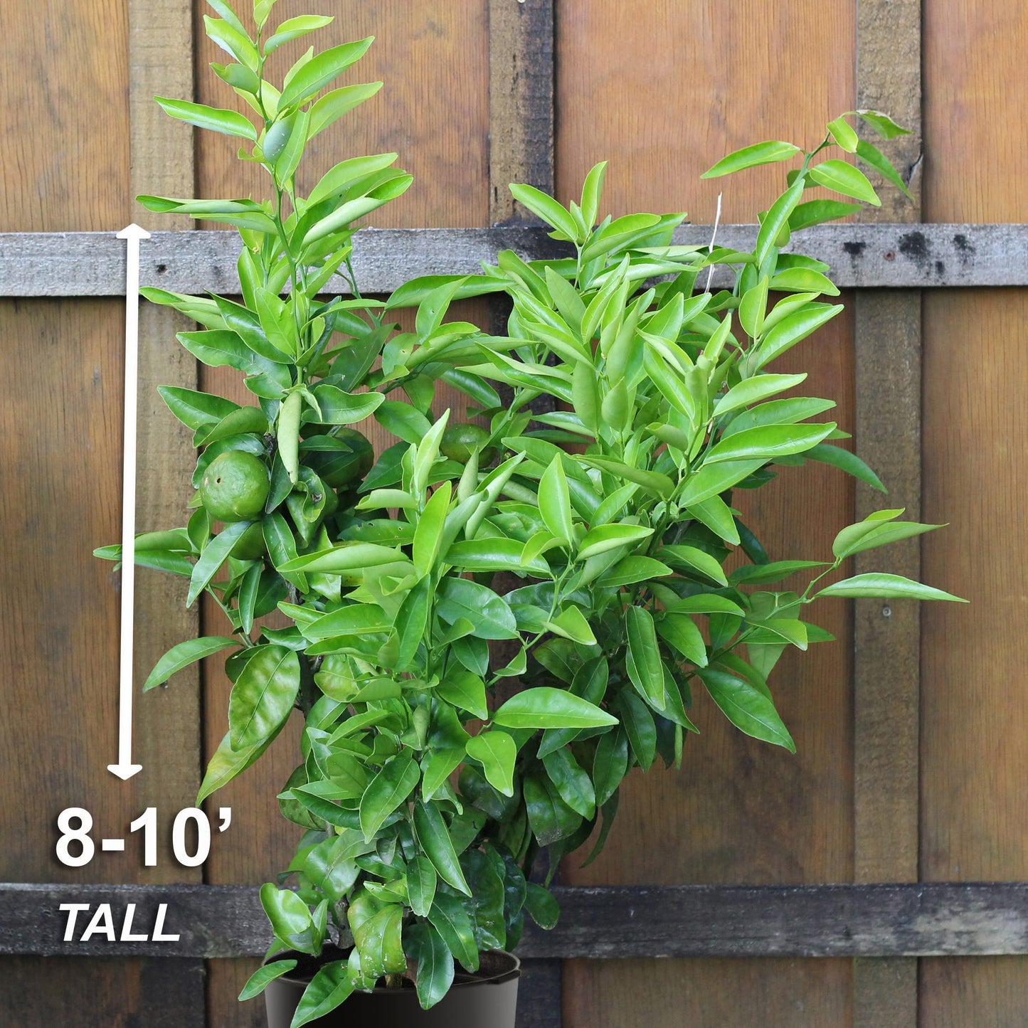 Garden State Bulb Persian Lime Tree, Citrus Live Plant (1 Gallon Growers Pot) Cannot Ship FL, AZ, CA, TX, LA