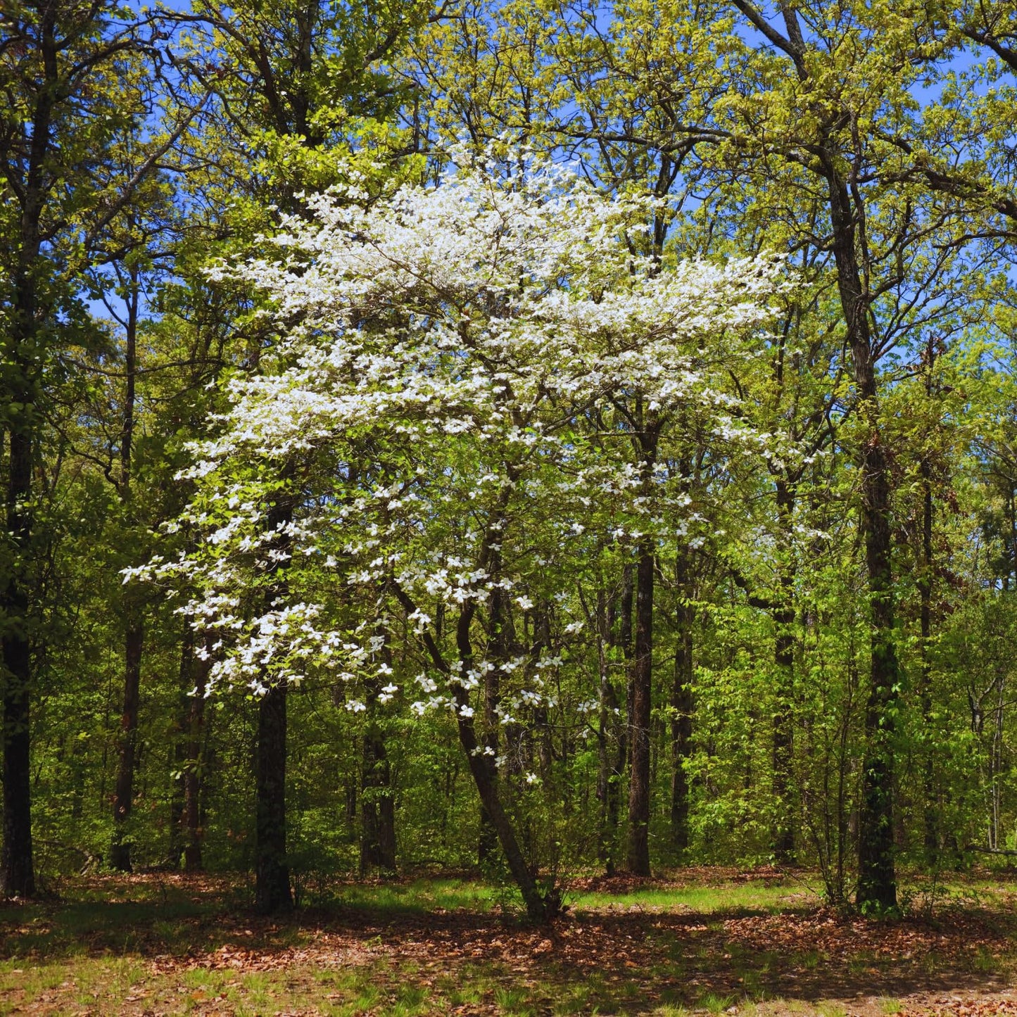 2 White Dogwood Tree Live Plants Bare Roots, 12 to 18'' Tall, Dogwood Flowering Plant Live
