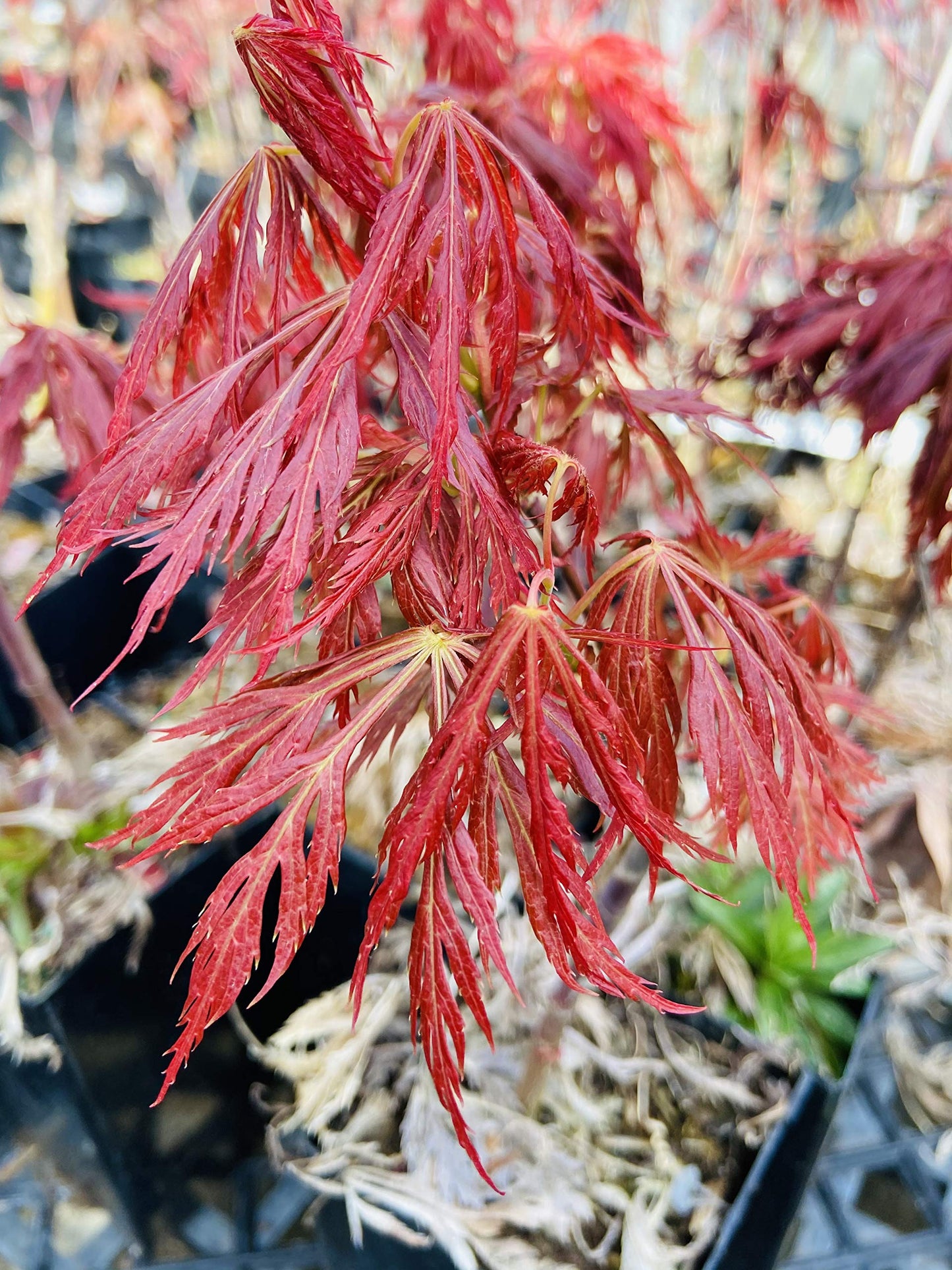 Kawaii Japanese Maple 2 - Year Tree