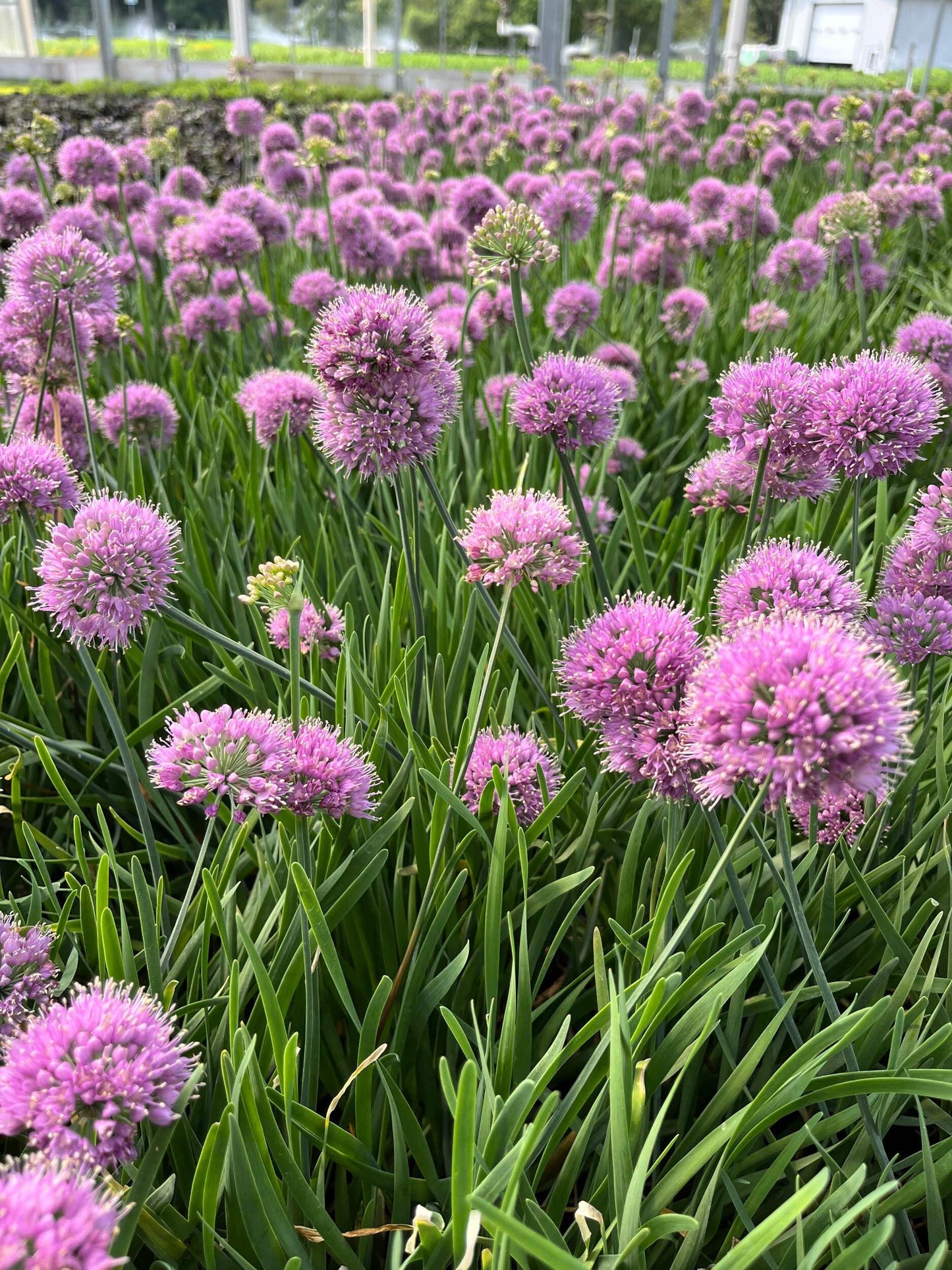 Perennial Farm Allium 'Medusa' – Live Ornamental Onion in #1 Container, Lavender-Purple Blooms with Twisting Stems, Deer Resistant, Pollinator Friendly, Great for Borders, Beds & Rock Gardens