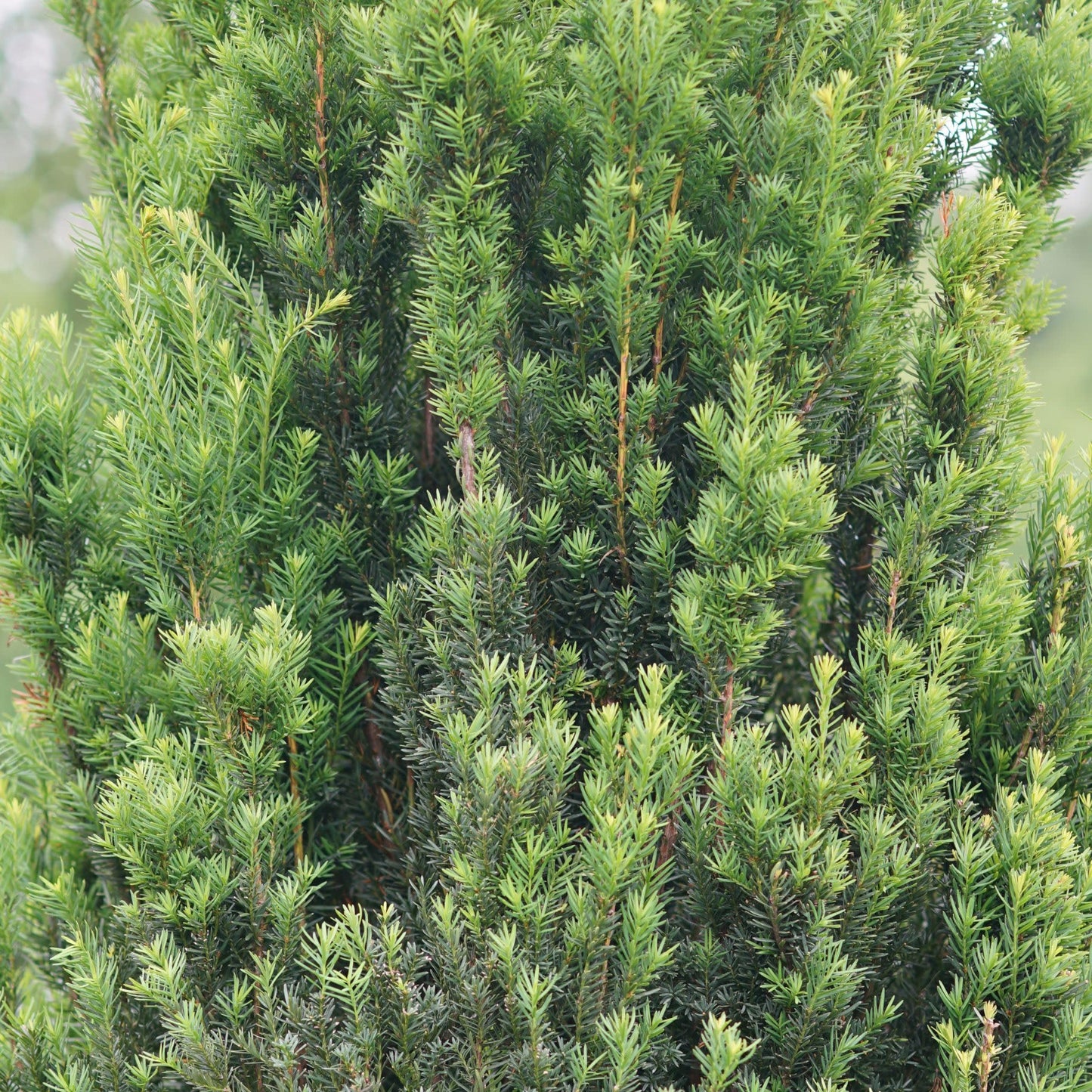 Proven Winners Stonehenge Yew (Taxus x Media) Live Plant, 4.5" Qt, 4 Pack