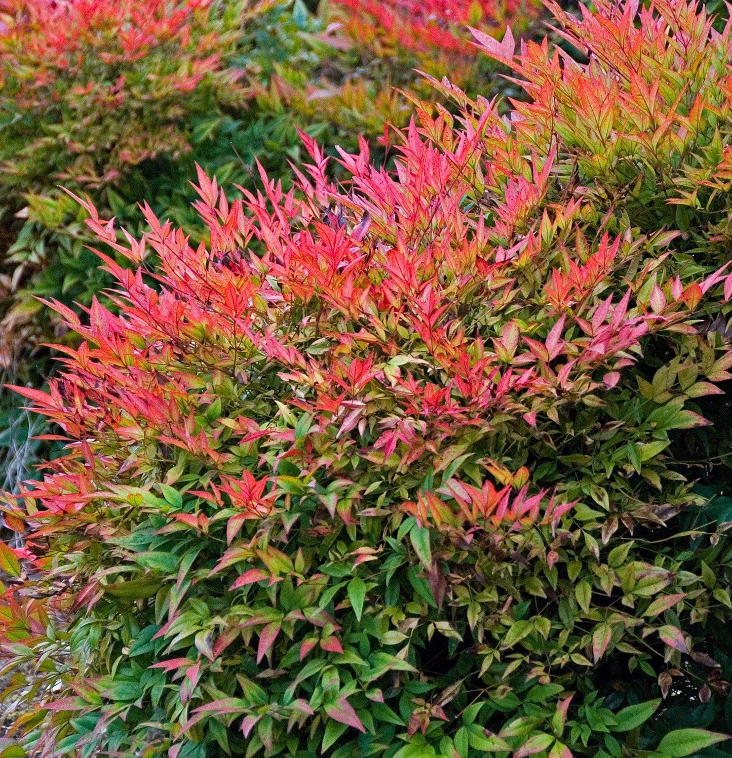 Gulf Stream Nandina Shrub – Evergreen Ornamental Plant with Red & Bronze Winter Foliage – Low Maintenance Landscape Bush (Single Plant, Liner/Starter)