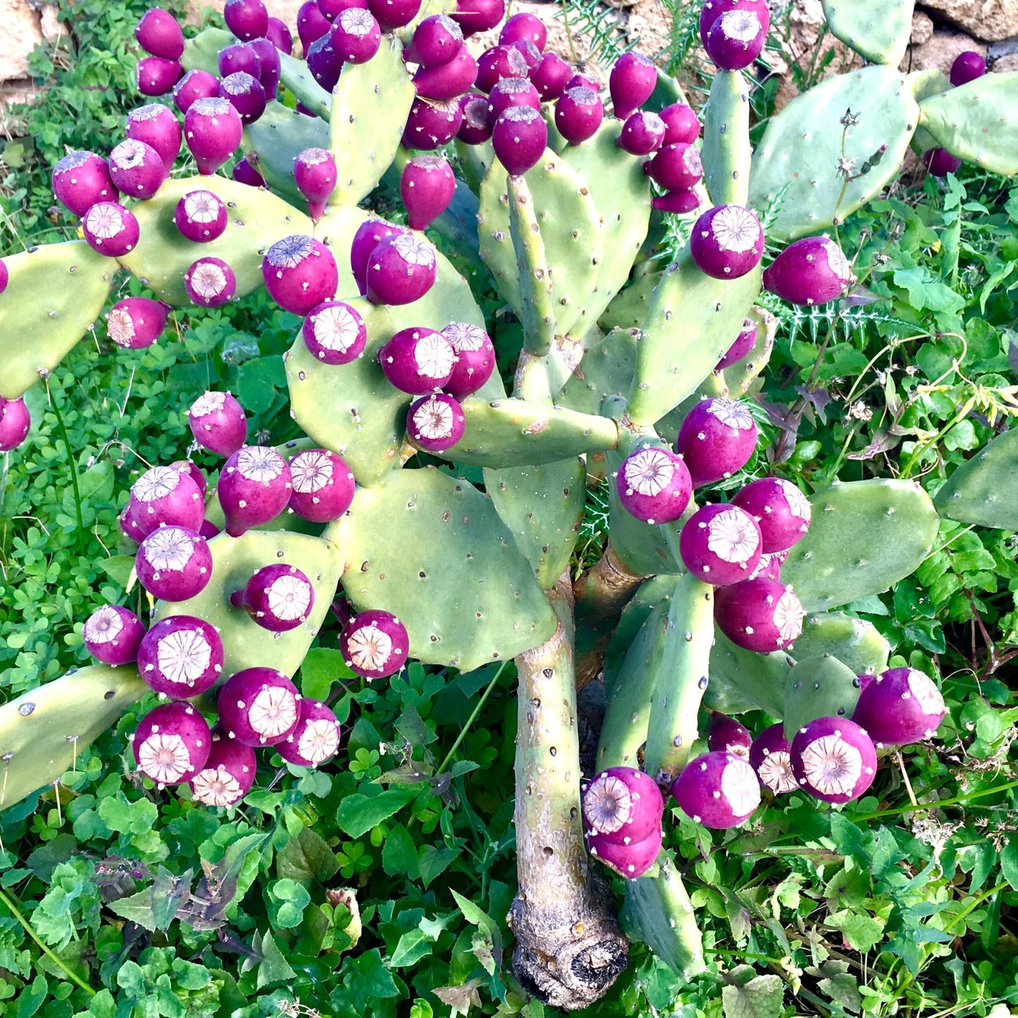 Purple Prickly Pear Cactus Plant Live, Cactus Succulent for Home Decor 6–8 Inch Tall, Cold Hardy, Indoor Outdoor Planting