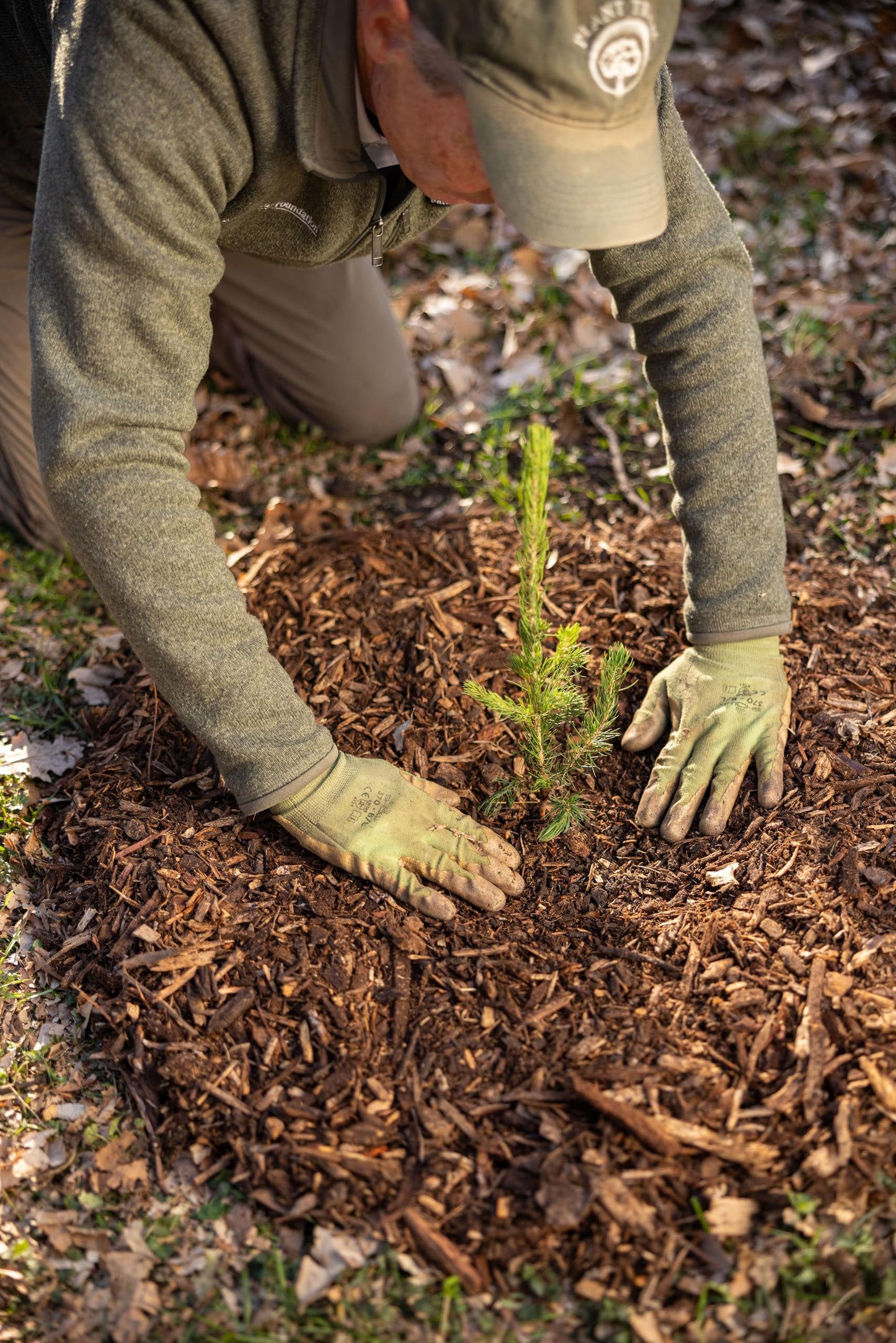Black Hills Spruce Live Tree Plug Seedlings | 6"-12" | Arbor Day Foundation (3-Pack)