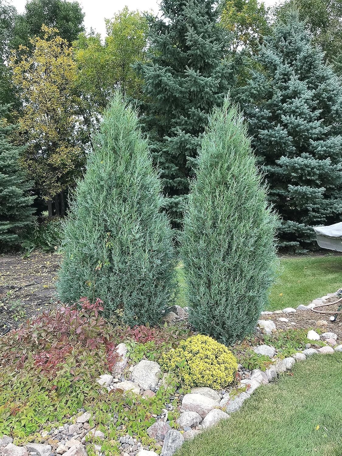 Medora Juniper | 1 Live Gallon Size Plants | Perfect for Year-Round Landscaping, Privacy Screening, and Low Water Environments, Drought-Tolerant