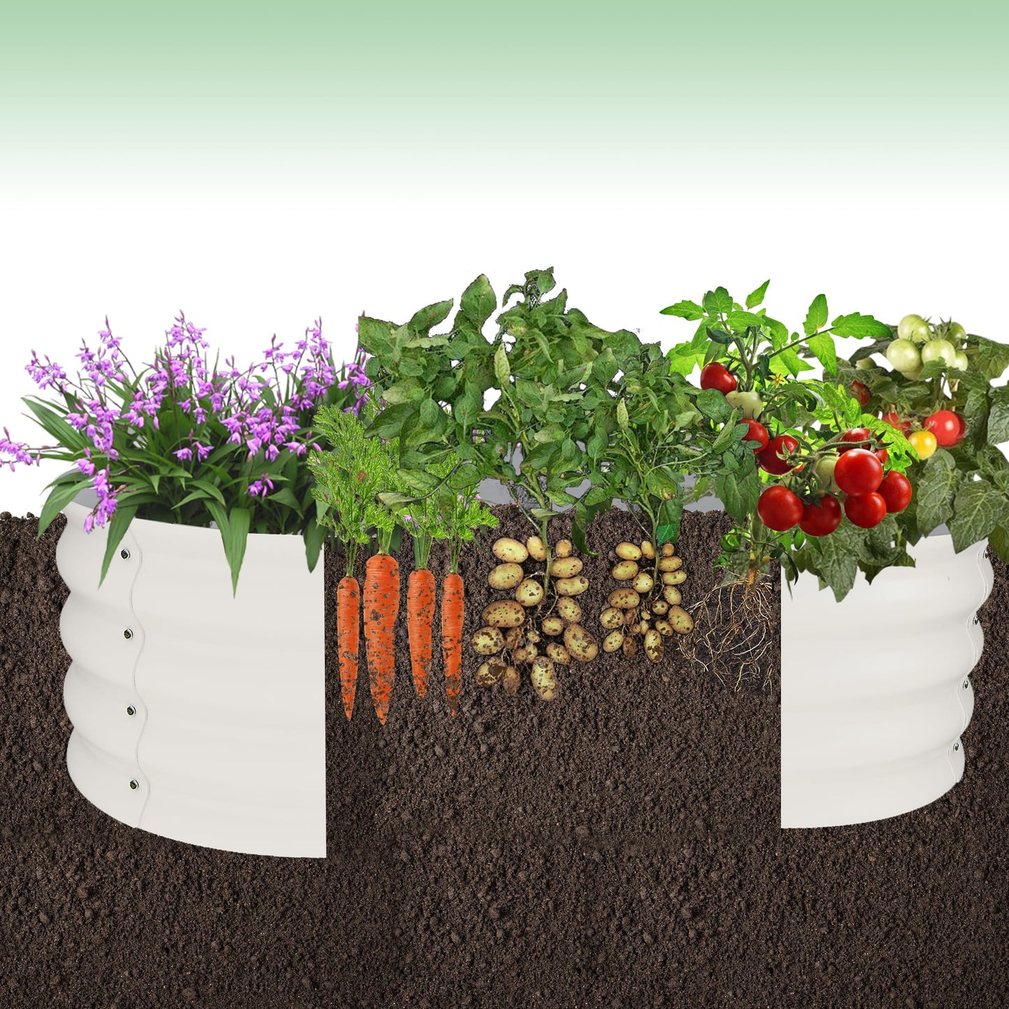 2 Pack Galvanized Raised Garden Bed – 4x4x1 ft Raised Beds-Coated Metal Planter Box with Floral Edge, Easy Assembly Rust-Resistant Outdoor/Indoor Garden Box for Vegetables, Flowers, Herbs, White