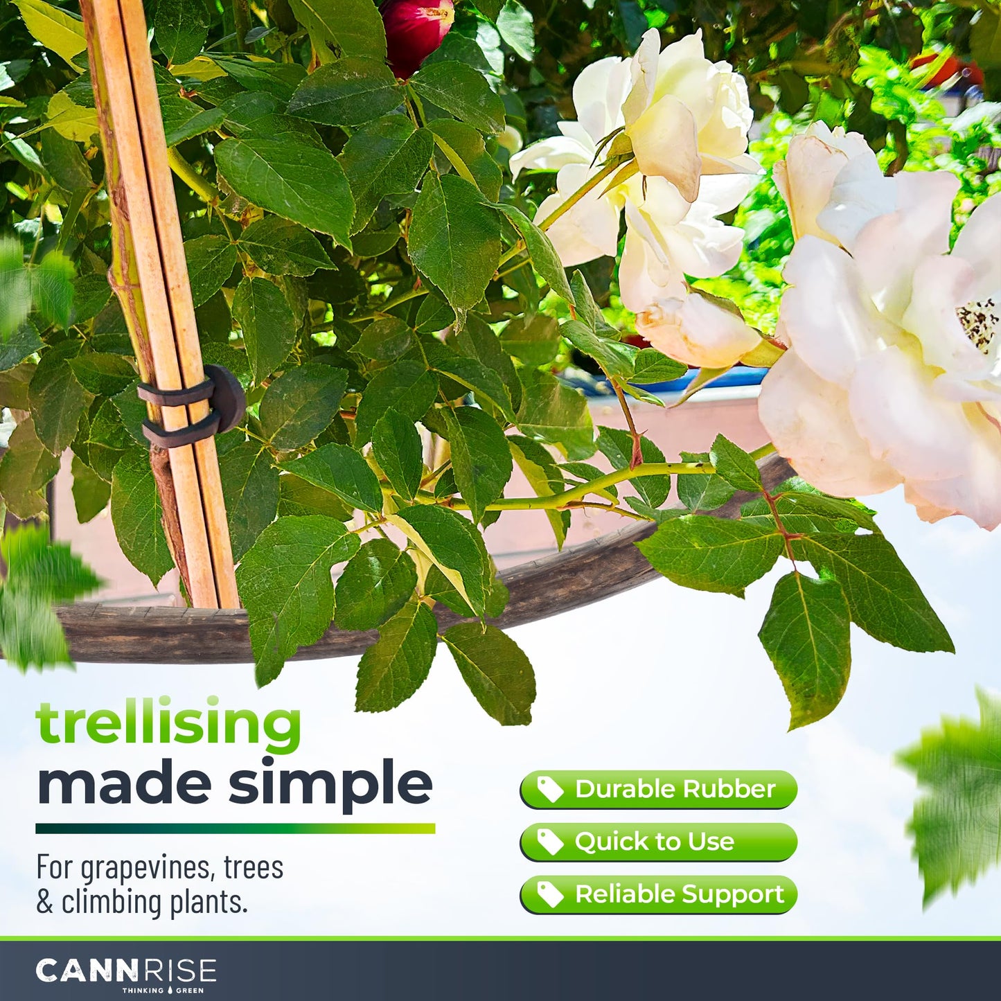 Anchor Bands for Trellising – 110-Pack 5 cm/1.96 in Rubber Vine Ties, UV-Protected Bands: Grapevines, Trees & Climbing Plants – Tool-Free Loop-and-Anchor Design for Install, Weatherproof