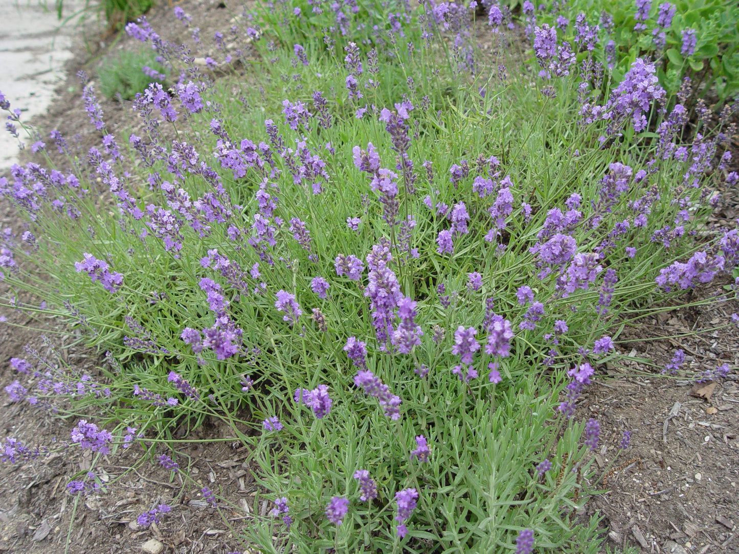 Lavandula ang. 'Munstead Strain' (Lavender) Perennial, lavender flowers, 1 - Size Container