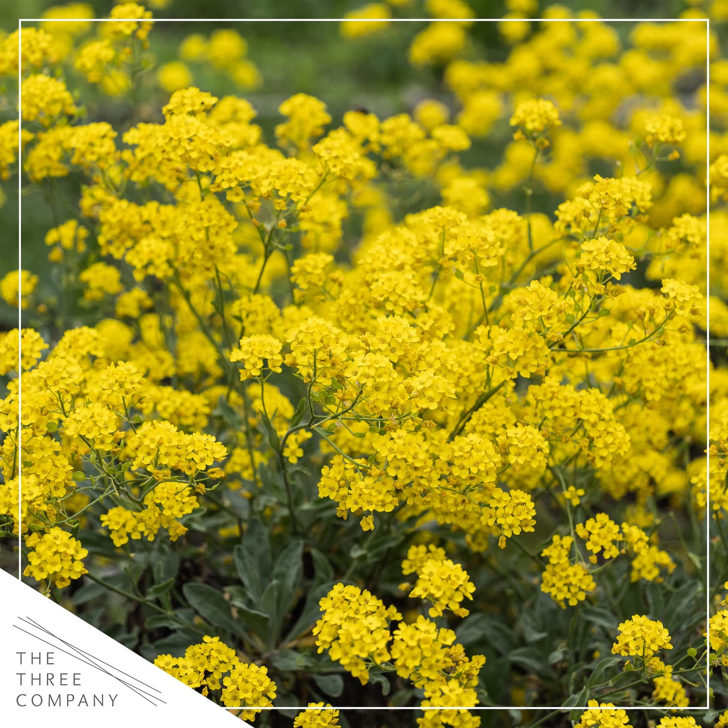 Live Flowering Alyssum - Yellow - Beautiful Mounding Perennial - 12" Tall by 6" Wide in 2.5 Qt Pot