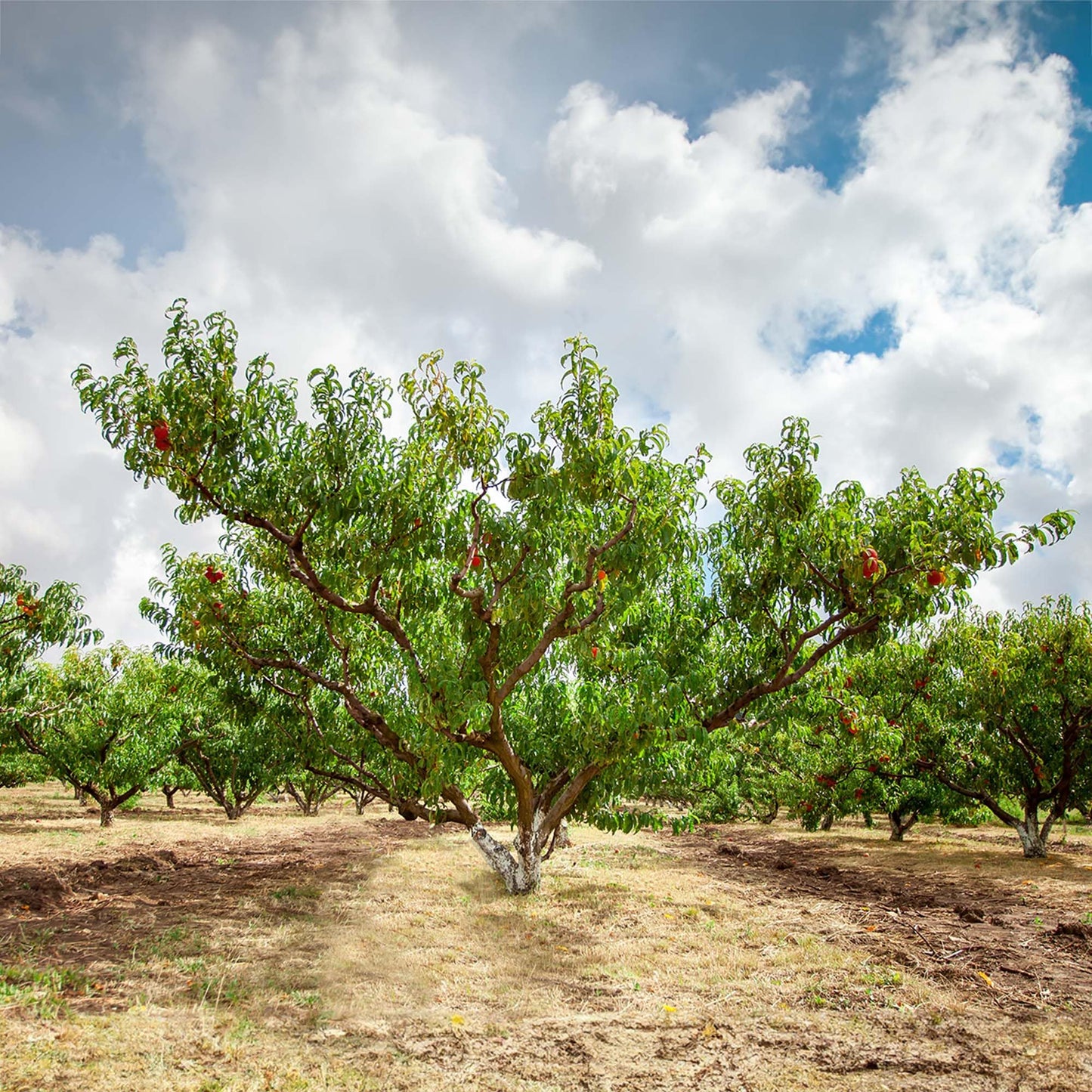 Perfect Plants Contender Peach 4-5 Foot Tree | Live Self Fertile Fruit Producing Freestone Peach Tree with Ample Curb Appeal