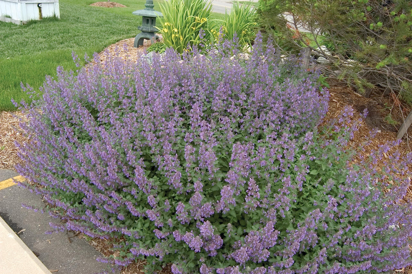 Greenwood Nursery: Live Perennial Plants - 'Walkers Low' Catmint + Nepeta × Faassenii - [Qty: 2X Pint Pots] - (Click for Other Available Plants/Quantities)