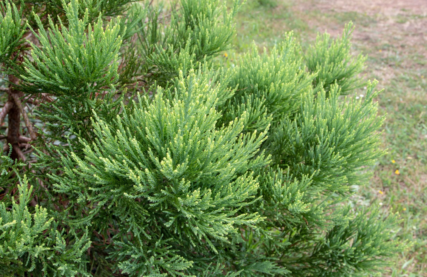 5 Live Giant Sequoia Tree Sapling (Approx. 1'-1.5' Tall)- Nature’s Giant in Your Backyard