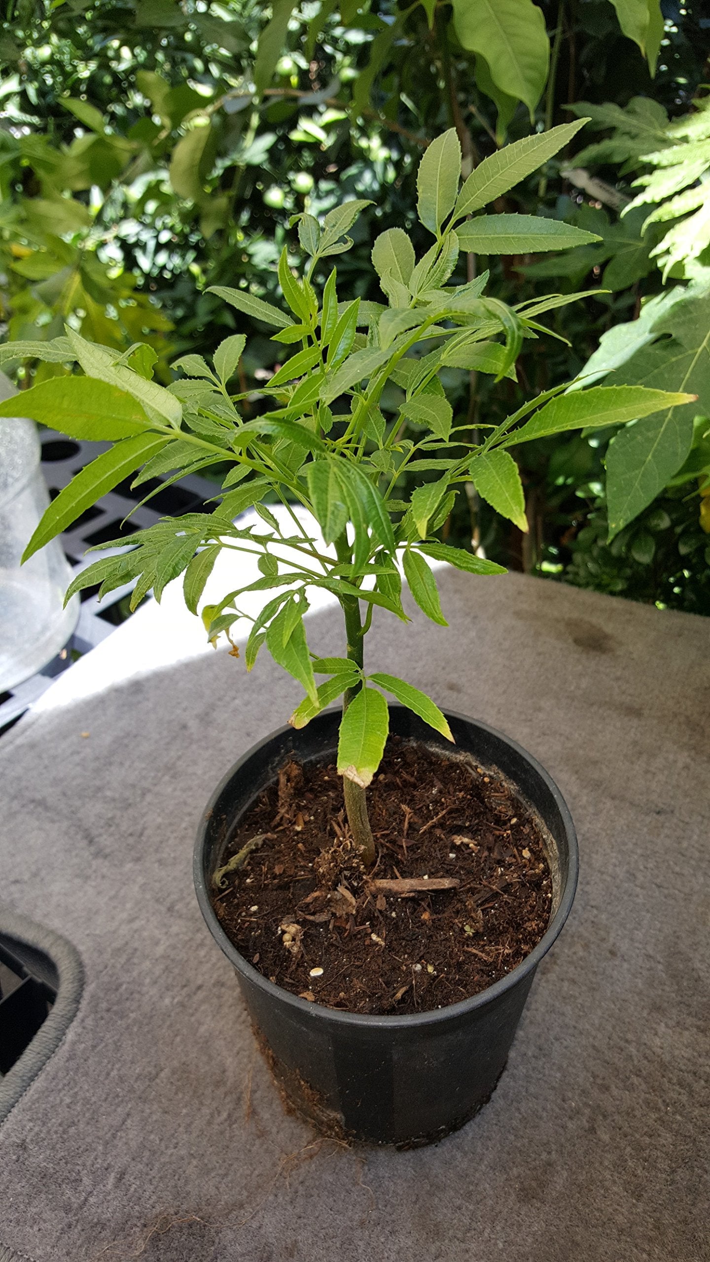 9EzTropical - June Plum Tropial Fruit Trees - 1 Plant - 1 to 2 Tall - Ship in 6" Pot