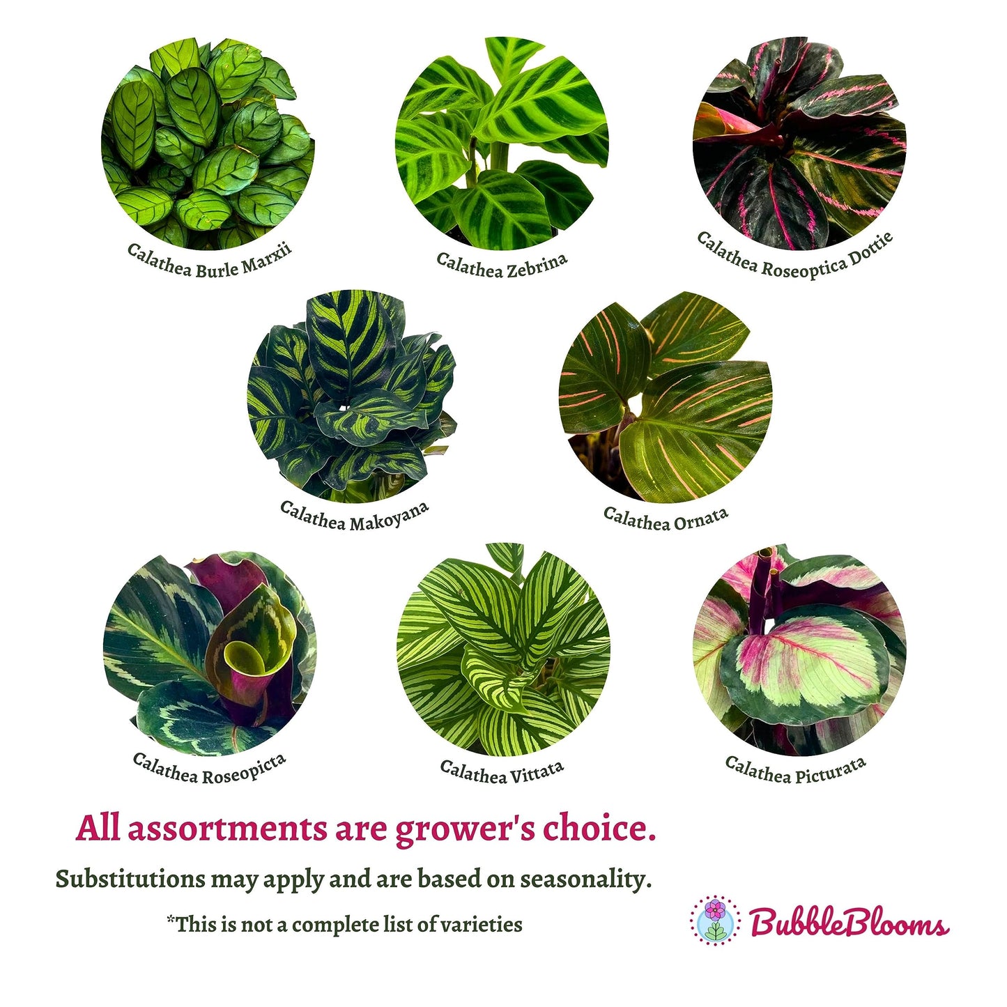BubbleBlooms Calathea Assortment Set, 2 inch pots, 5 Different Prayer Plants, pet Friendly Indoor Low Light