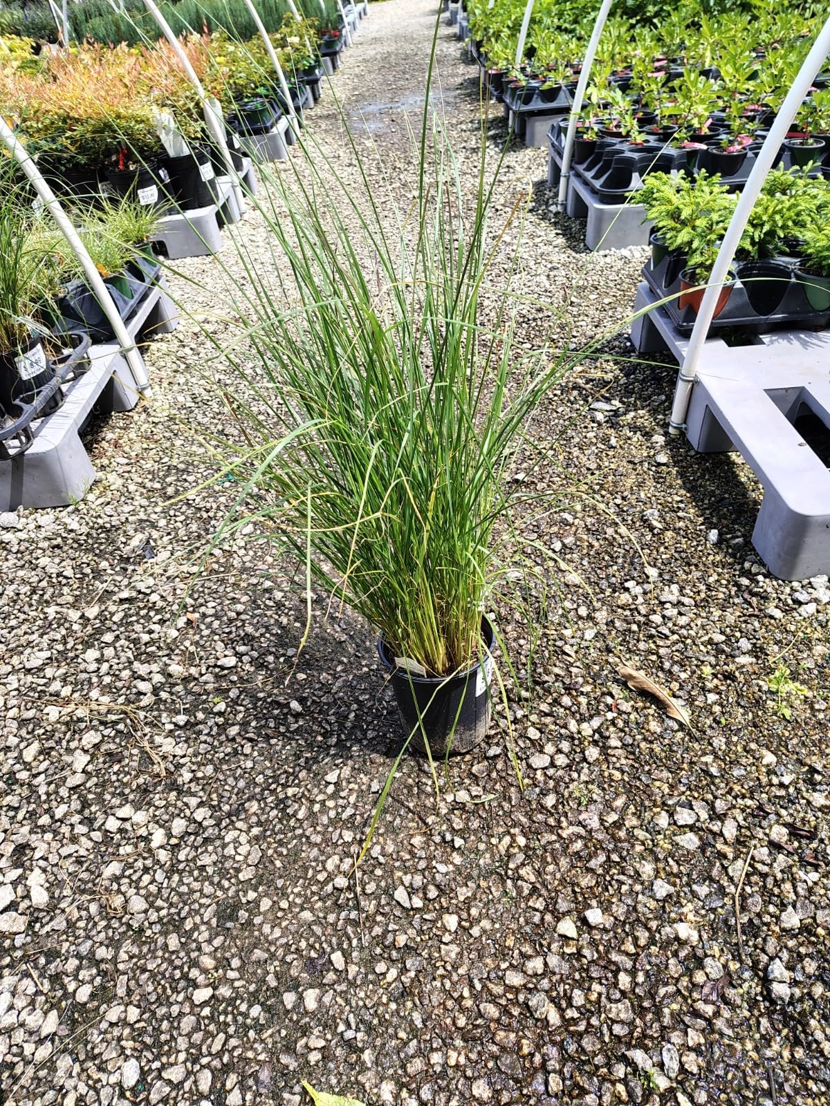 Live Plant - Hameln Dwarf Fountain Grass - Live Plant - (2.5 Qt)