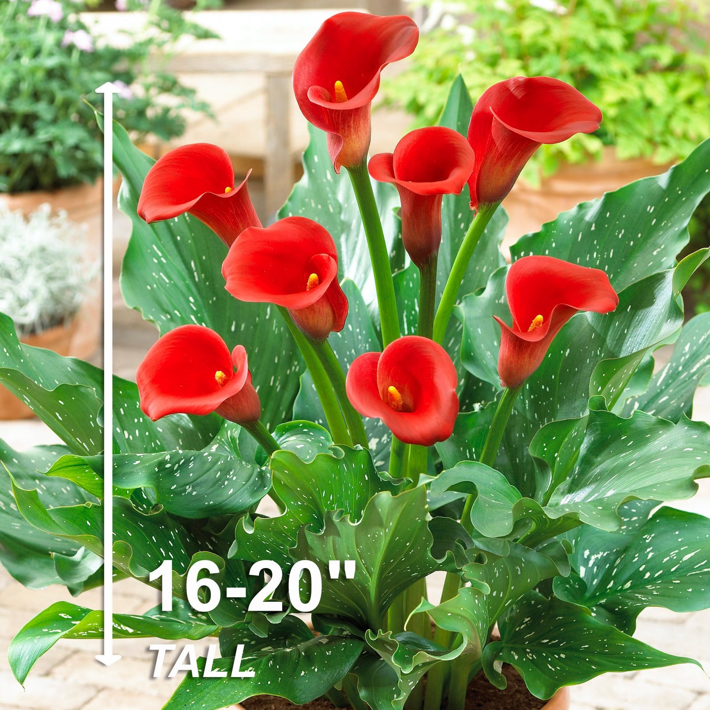 Garden State Bulb Red Alert Calla Lily Flower Bulbs, 12/14cm, Spring Planting (Bag of 5)