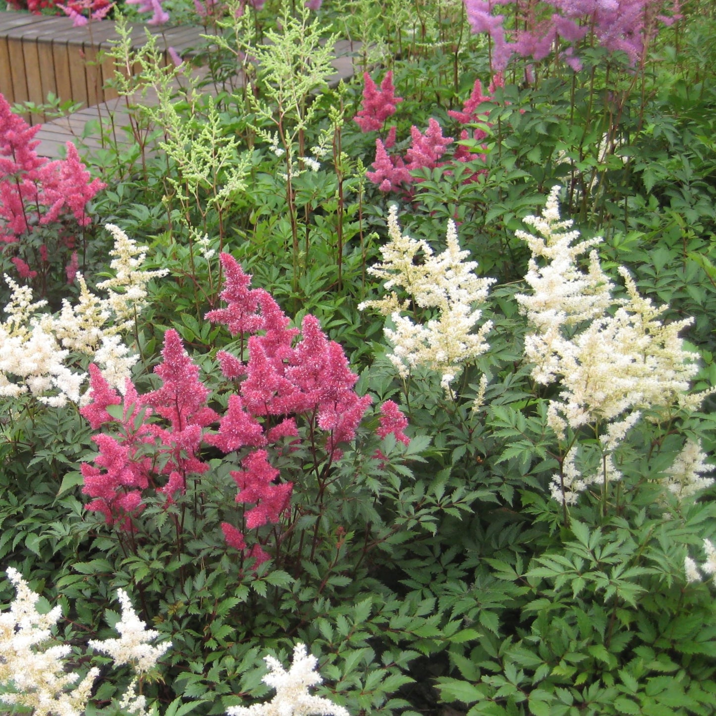 Giant Plume Assorted Astilbe Flowers - 3, 6, or 9 Bulbs -Attracts Butterflies, Bees & Hummingbirds - Great Gardening Gift (6 Bulbs)