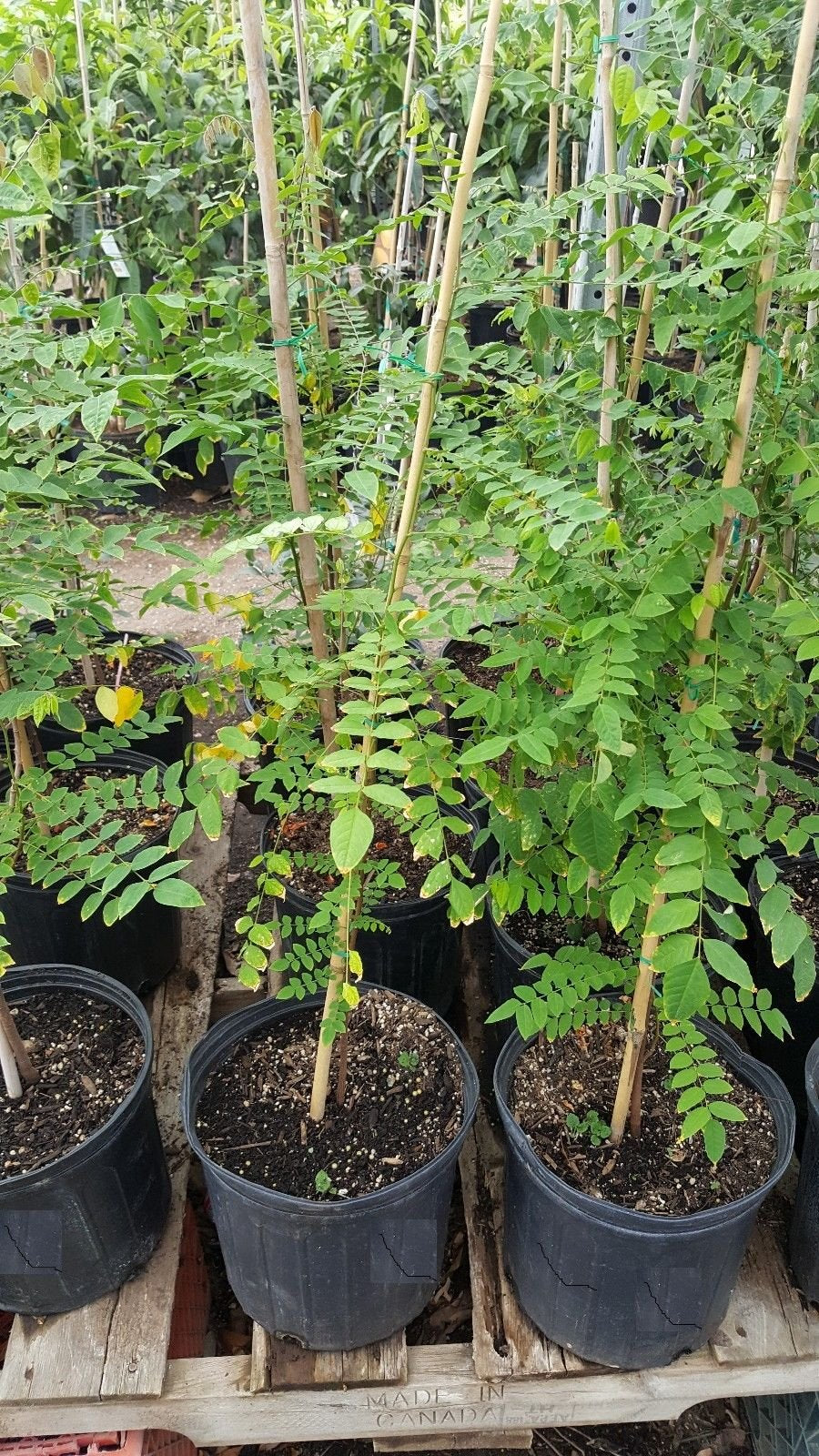 9EzTropical - Star Fruit Tree - Grafted Tree - 2 Feet Tall - Ship in 1 Gal Pot