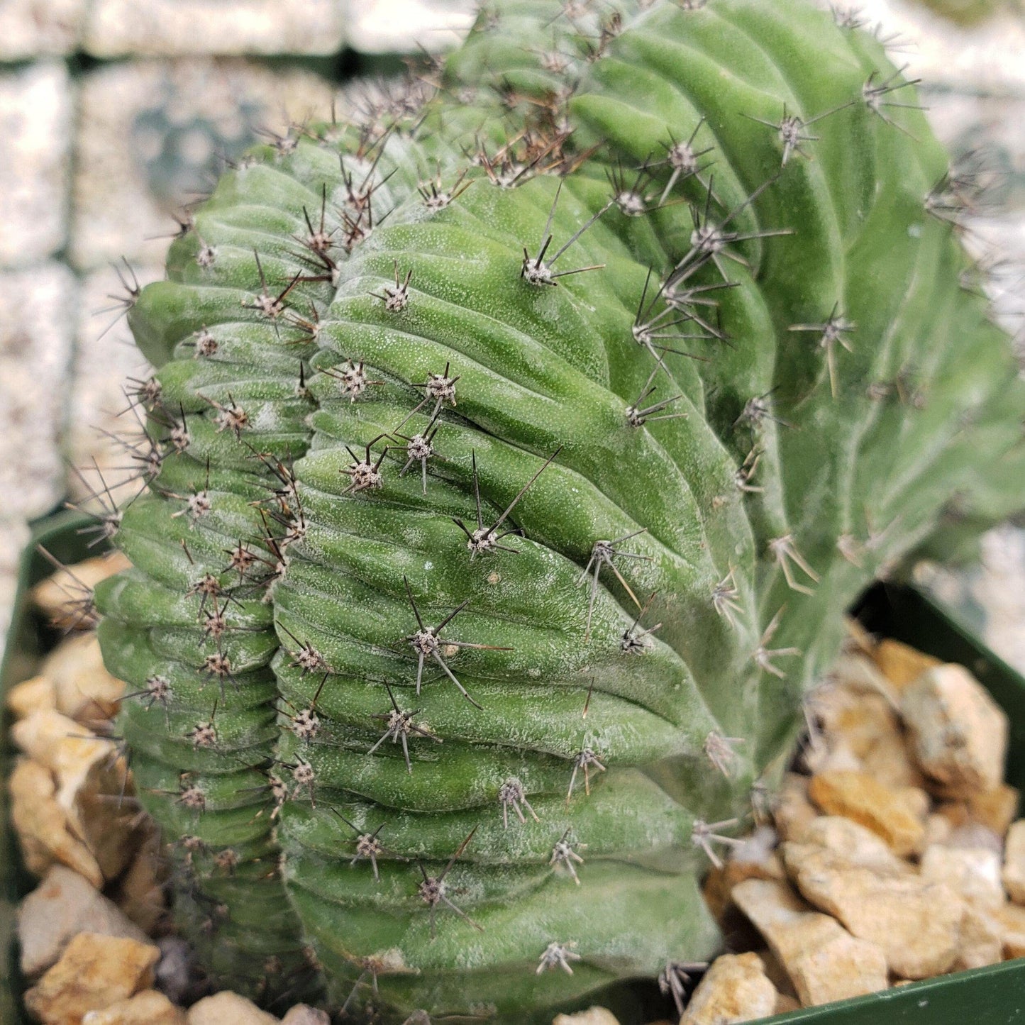 polaskia chichipe crestata Cacti Cactus Succulent Real Live Plant