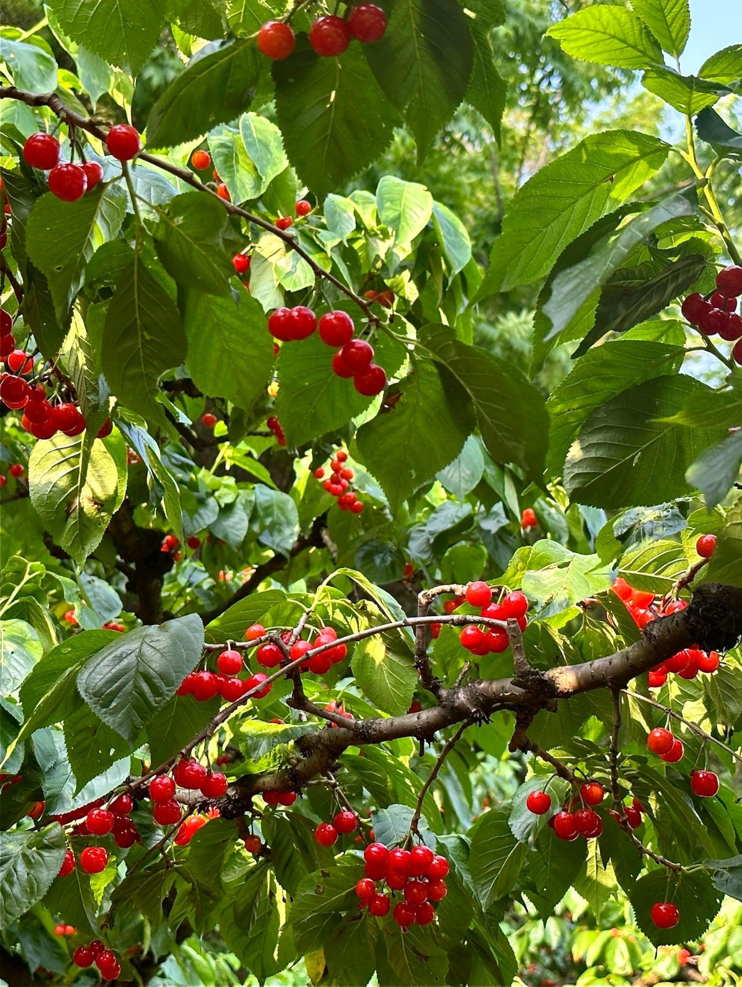 30 Pcs Cherry Seeds Planting for Outdoor Indoor