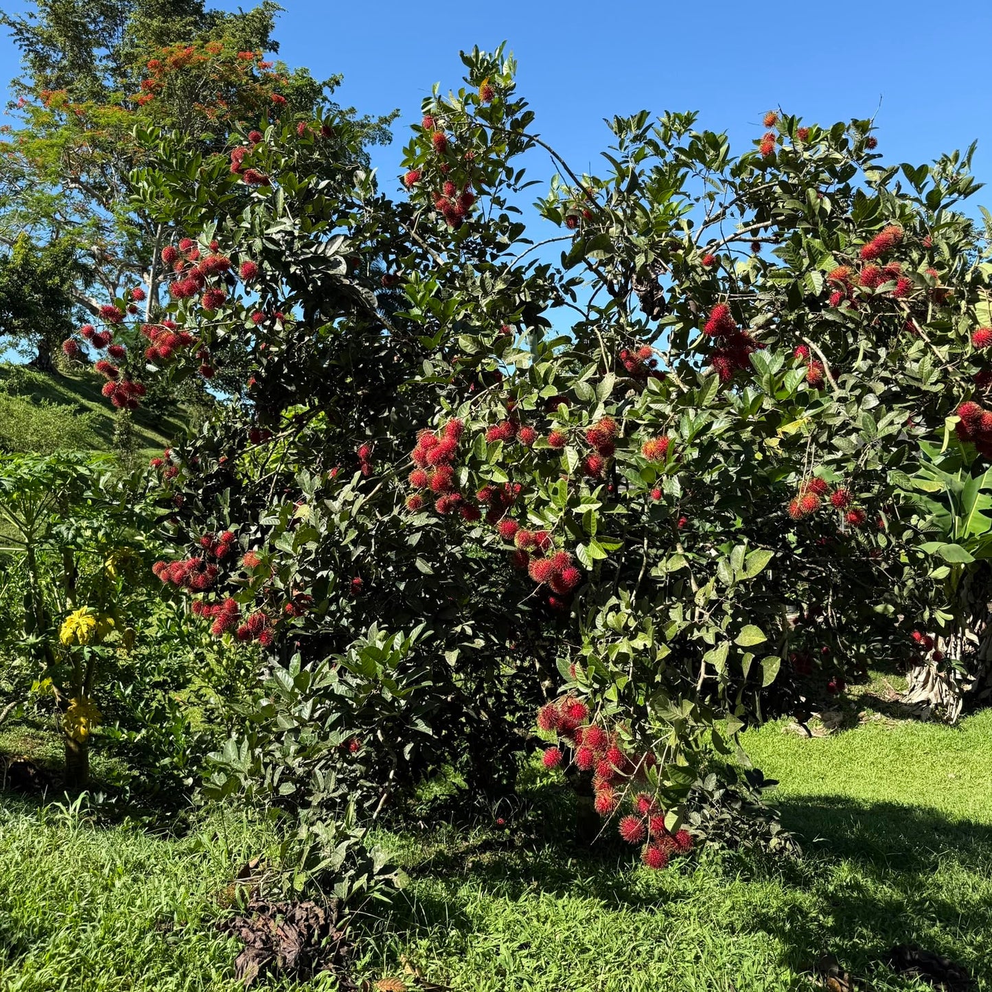 Grafted Red Rambután (Nephelium lappaceum) Exotic Fruit Live Tree 2'-3' feet talll Tropical Plantae (3'-4' feet Tall)