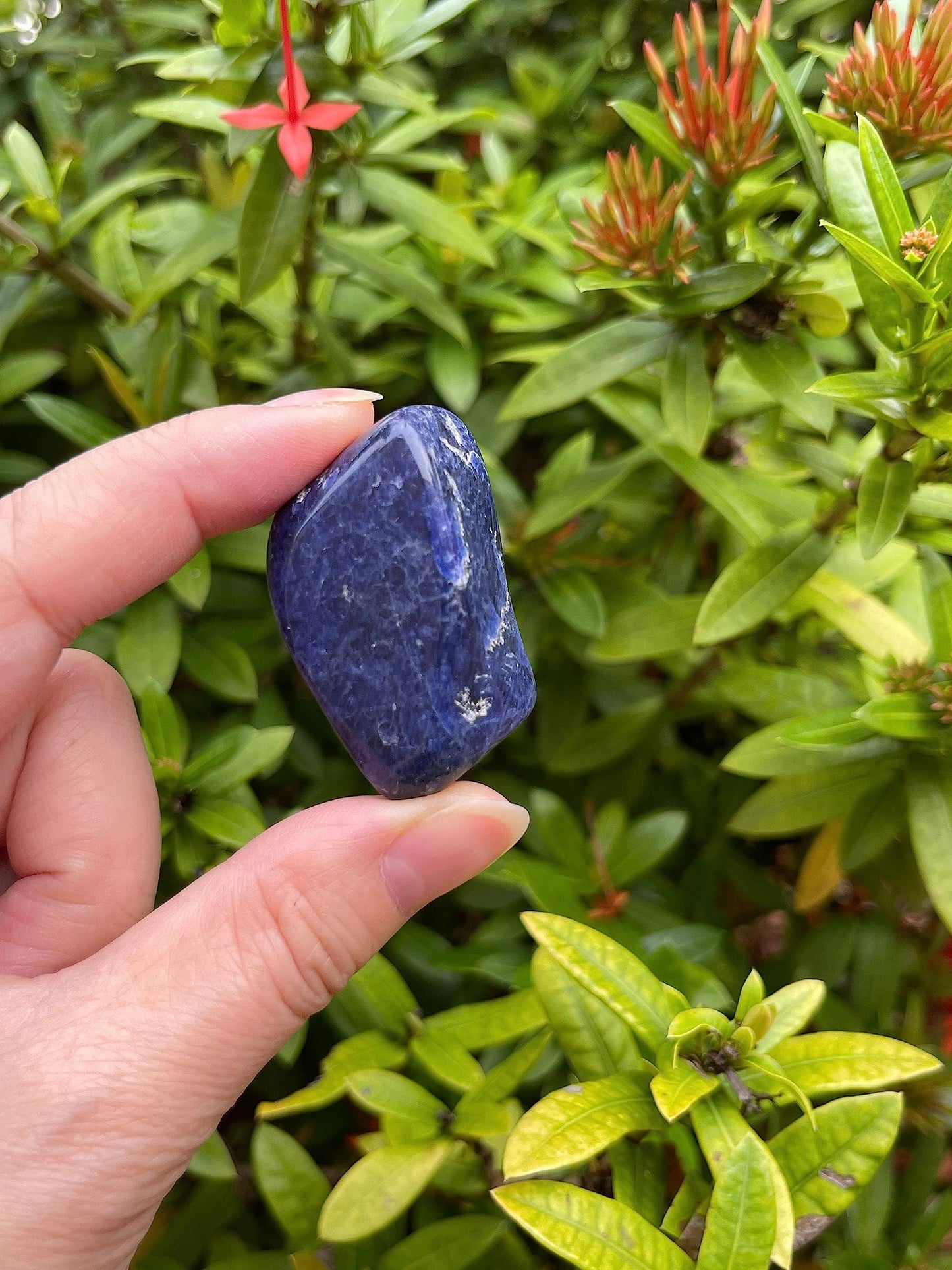GAF TREASURES 5 Pcs Sodalite Tumbled Stones, Polished Sodalite Gemstone, Healing Crystals (Sodalite)