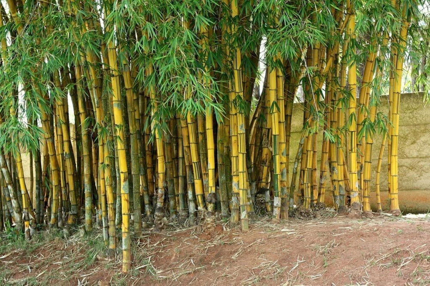 50 Hawaiian Gold Bamboo Seeds Perennial Ornamental Seed Privacy