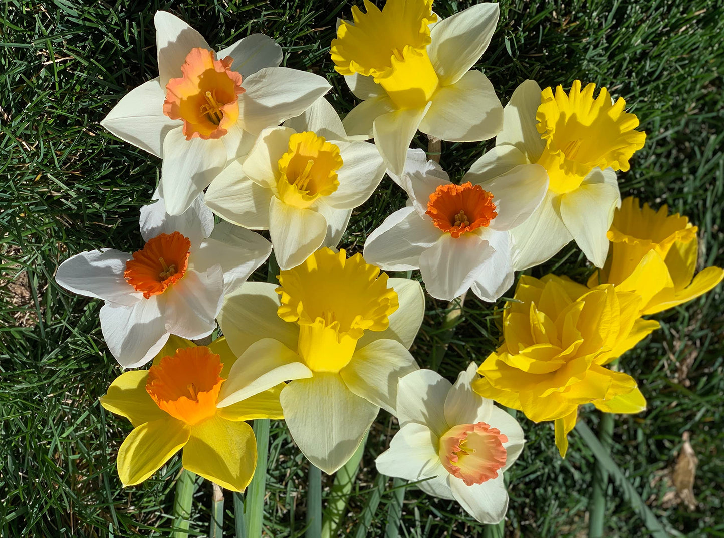 Large Cupped Daffodil Bulbs Sunshine Mix