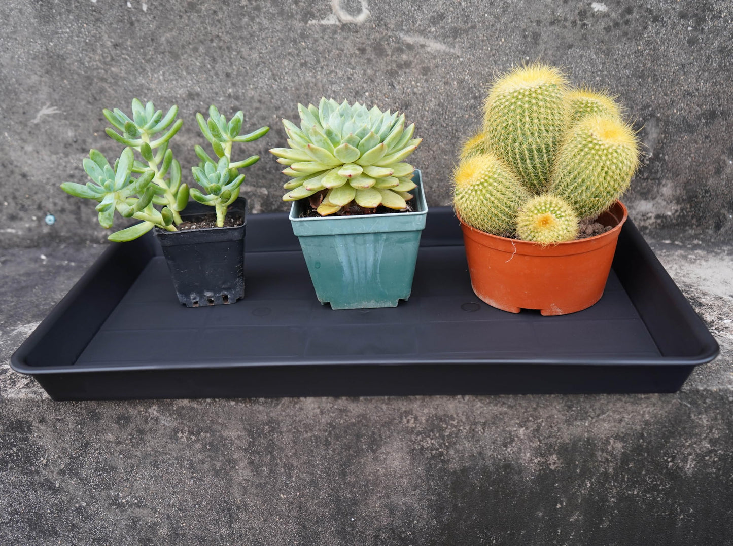 VUWEZ 2 Pack Plant Saucer Tray Rectangular, Plant Growing Nursery Trays, Heavy Sturdy Seed Starting Trays, Plants Starter Saucers for Indoors No Holes, Seed Starter Growing Tray (17.5"x10.6", Black)