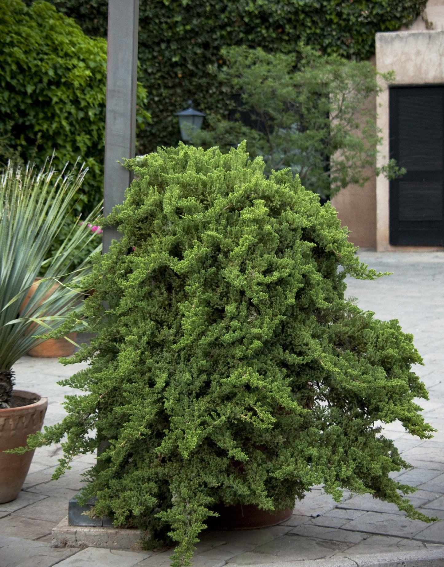 Juniper Procumbens Nana - 15 Live Plants - Drought Tolerant Evergreen Groundcover - Great for Bonsai