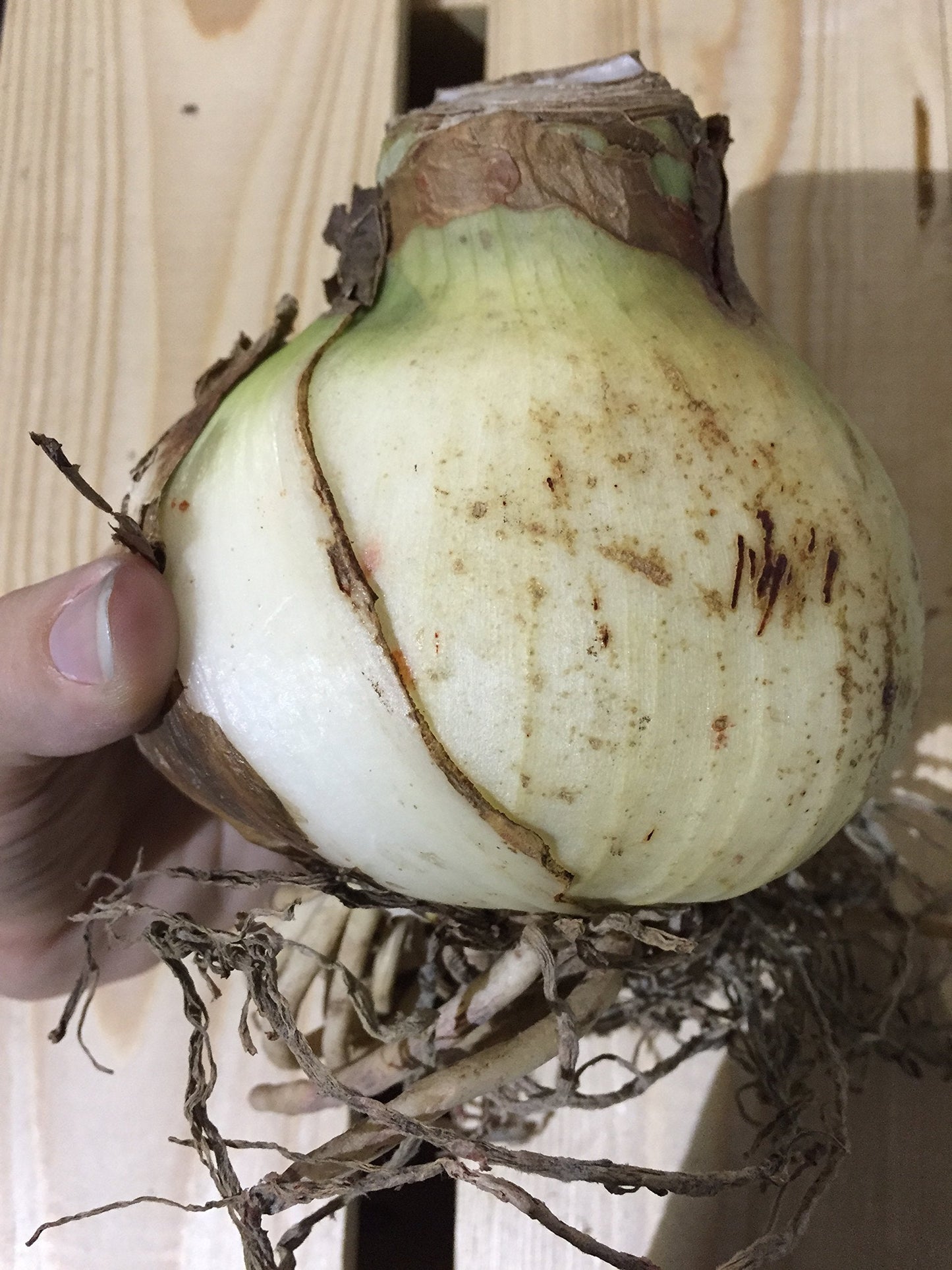 2 Amaryllis Apple Blossom Huge Bulb 28-36cm! Great Holiday Gift! Easy Grow Bulbs!