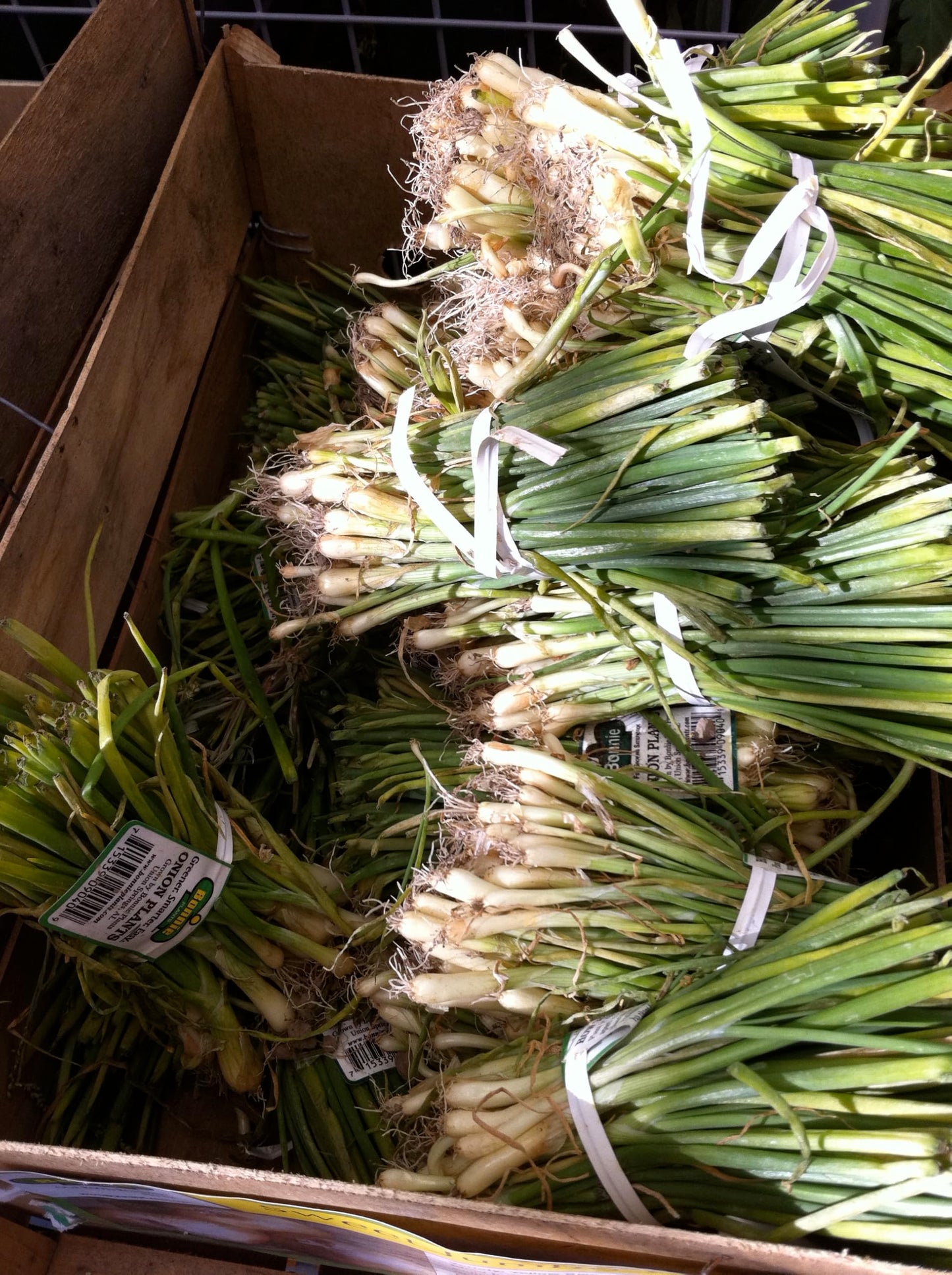 Bonnie Plants 1015Y Onion, Live Plant, Onion Set, Short-Day Onion Ideal for Raised Beds and In-Ground Gardens, 4-Pack