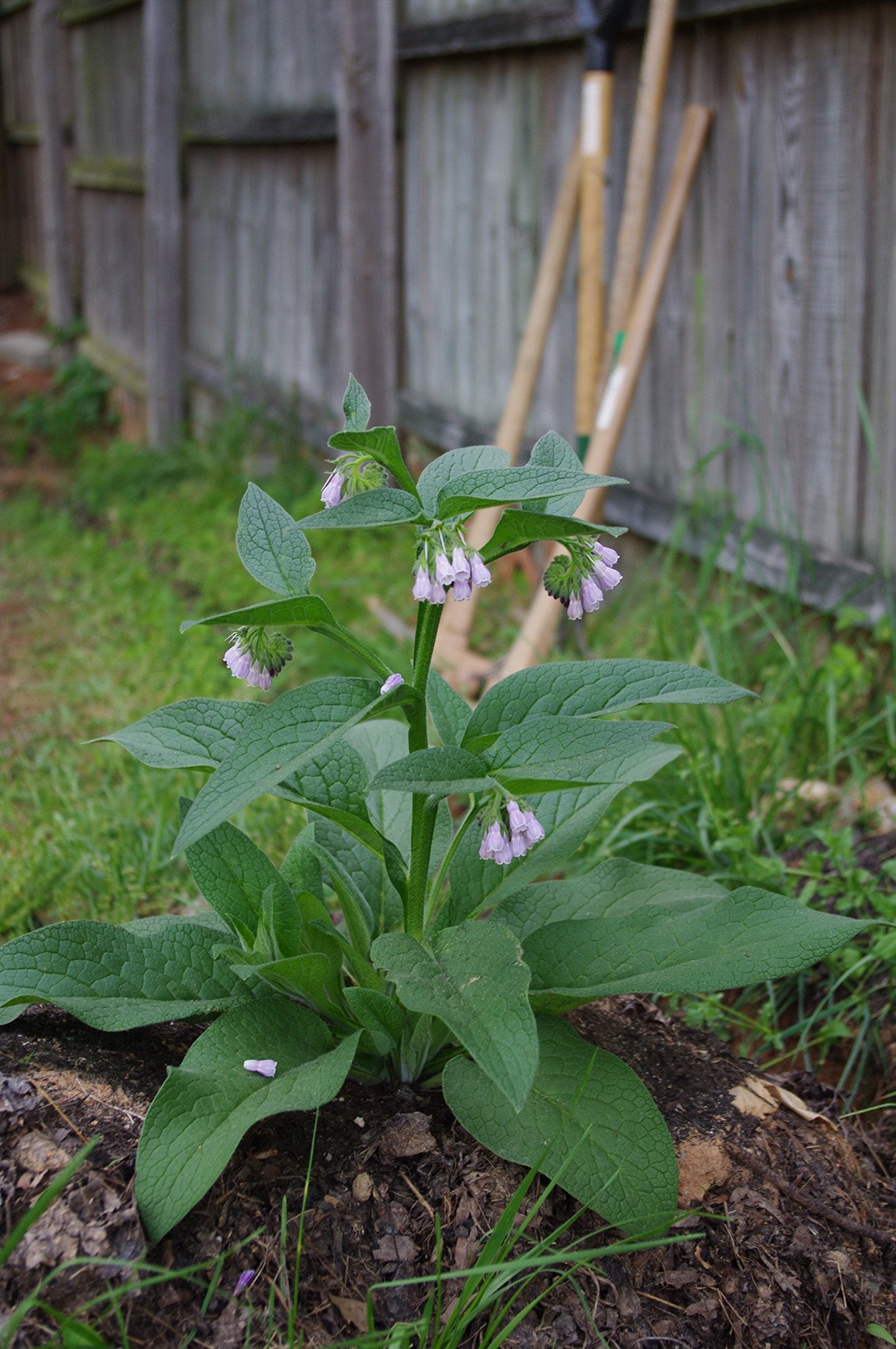 Russian Comfrey Plant - One Crown Cutting - Establishes much faster and more reliably than root cuttings - Bocking 14 Variety - Symphytum × uplandicum (1)