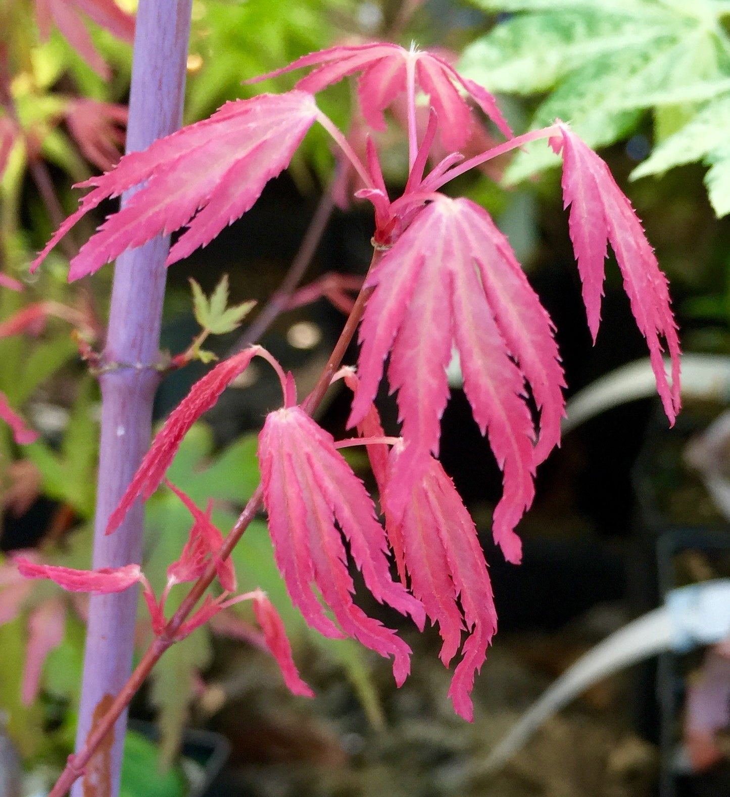 Marlo Dwarf Pink Japanese Maple 1 - Year Live Plant
