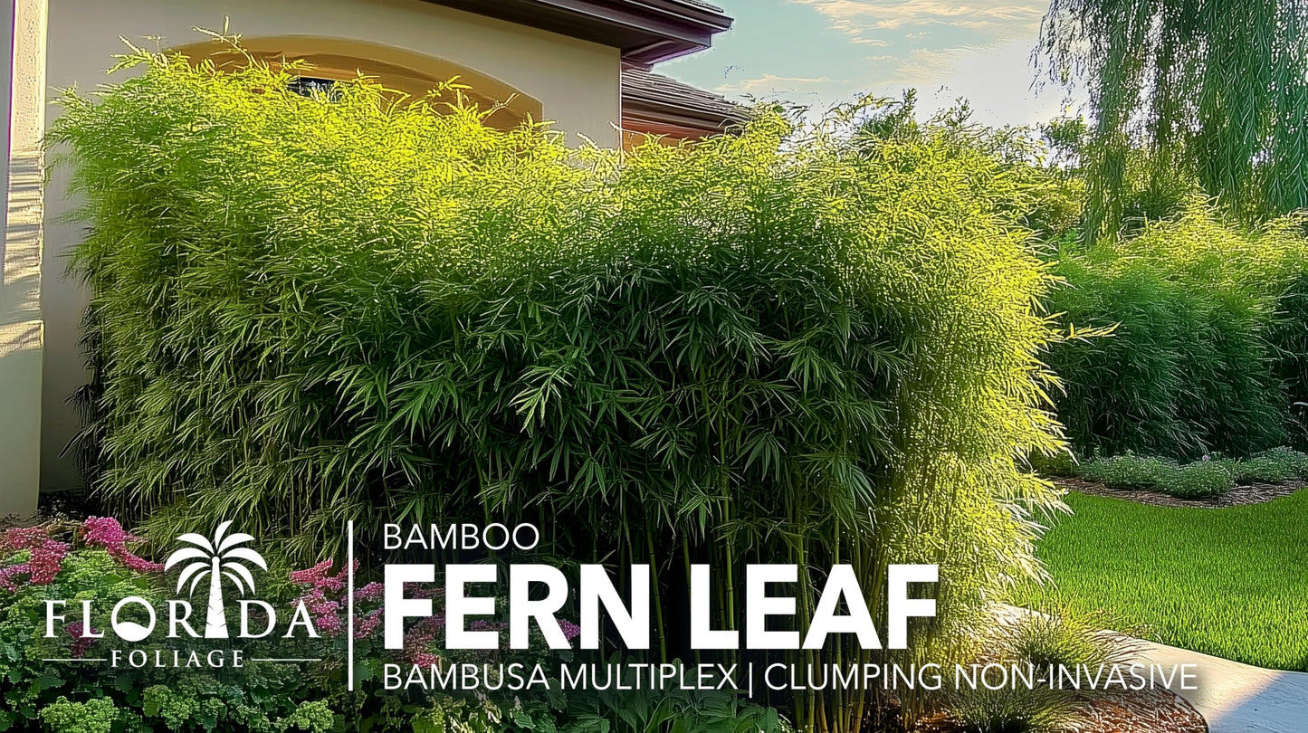 Fernleaf Bamboo | 1 Large Trade Gallon Size Plant | Bambusa multiplex | Clumping Bamboo Privacy Screens | Fast Growing Ornamental Hedge Gardens Walkways Borders Landscapes Foundation Accent Use