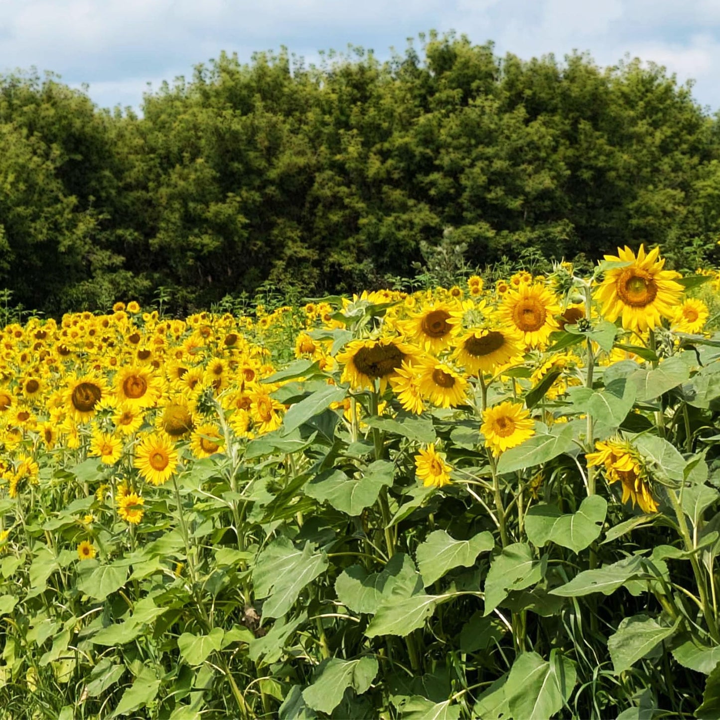 TnT Seed Company Sunflower Seeds for Planting, 5 lb Bag (1/4 Acre), Food Plot Seed for Deer, Birds, Pheasants & Doves, Bulk Sunflower Seeds for Gardens, Pollinators & Cover Crop