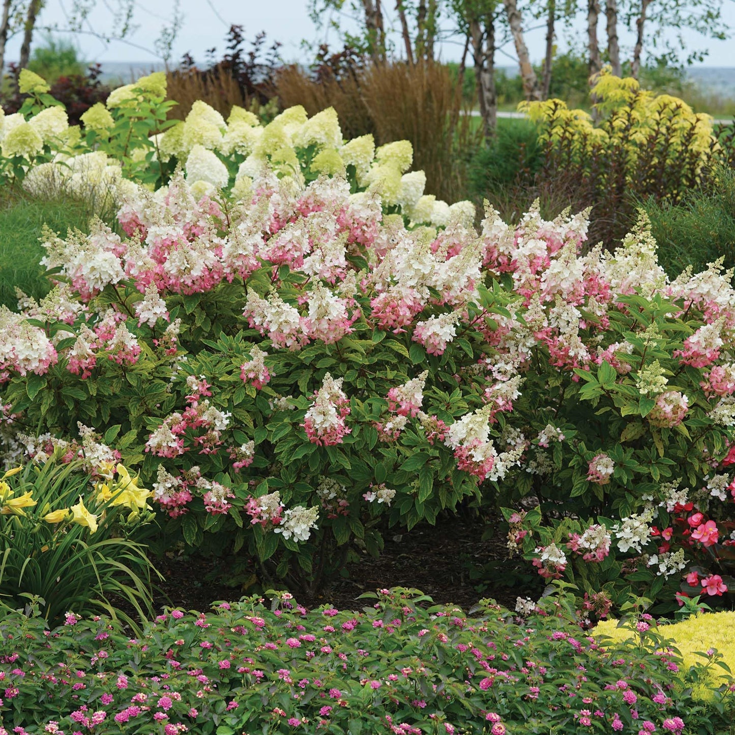Perfect Plants Pinky Winky Hydrangea 3 Gallon | Live Shrub for Landscaping | Pink & White Cone Shaped Blooms