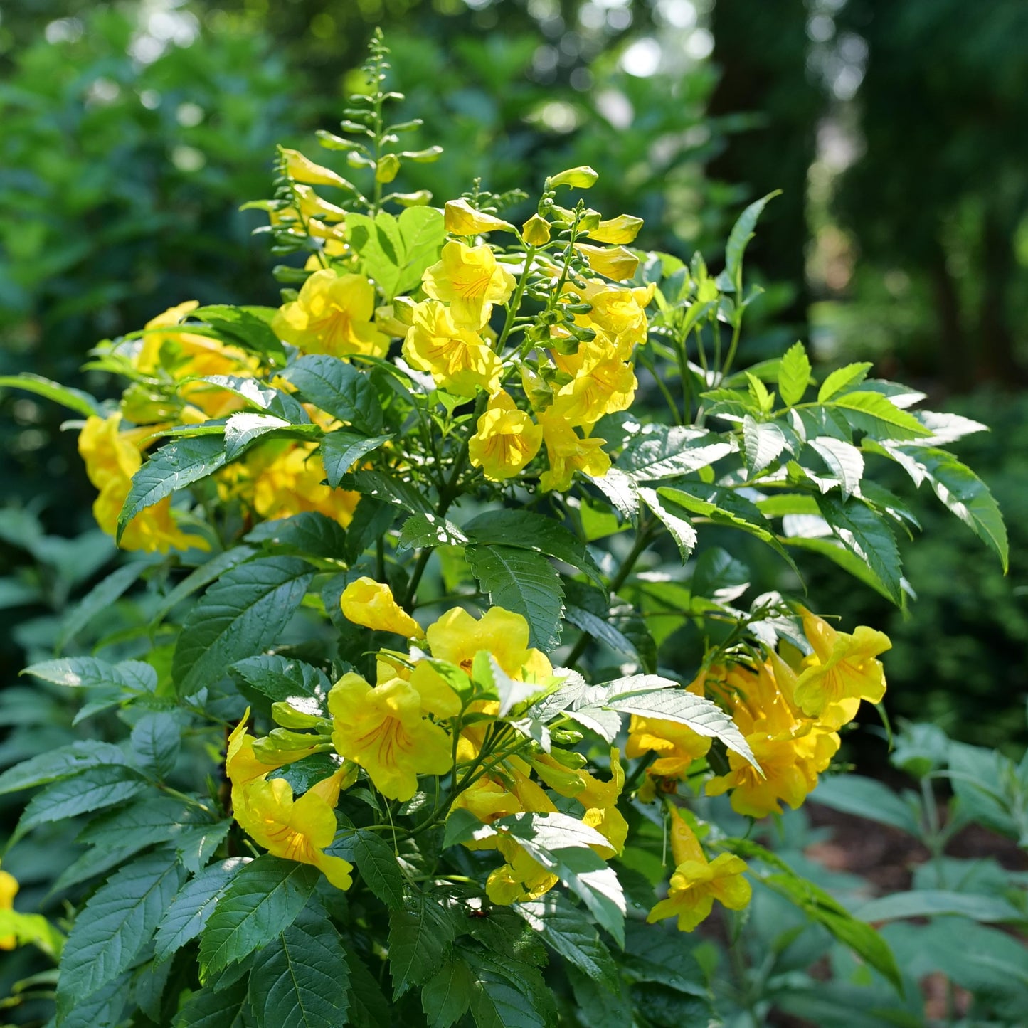 Proven Winners Chicklet Gold Esperanza (Tecoma stans) Live Plant, 4.5" Qt, 4 Pack
