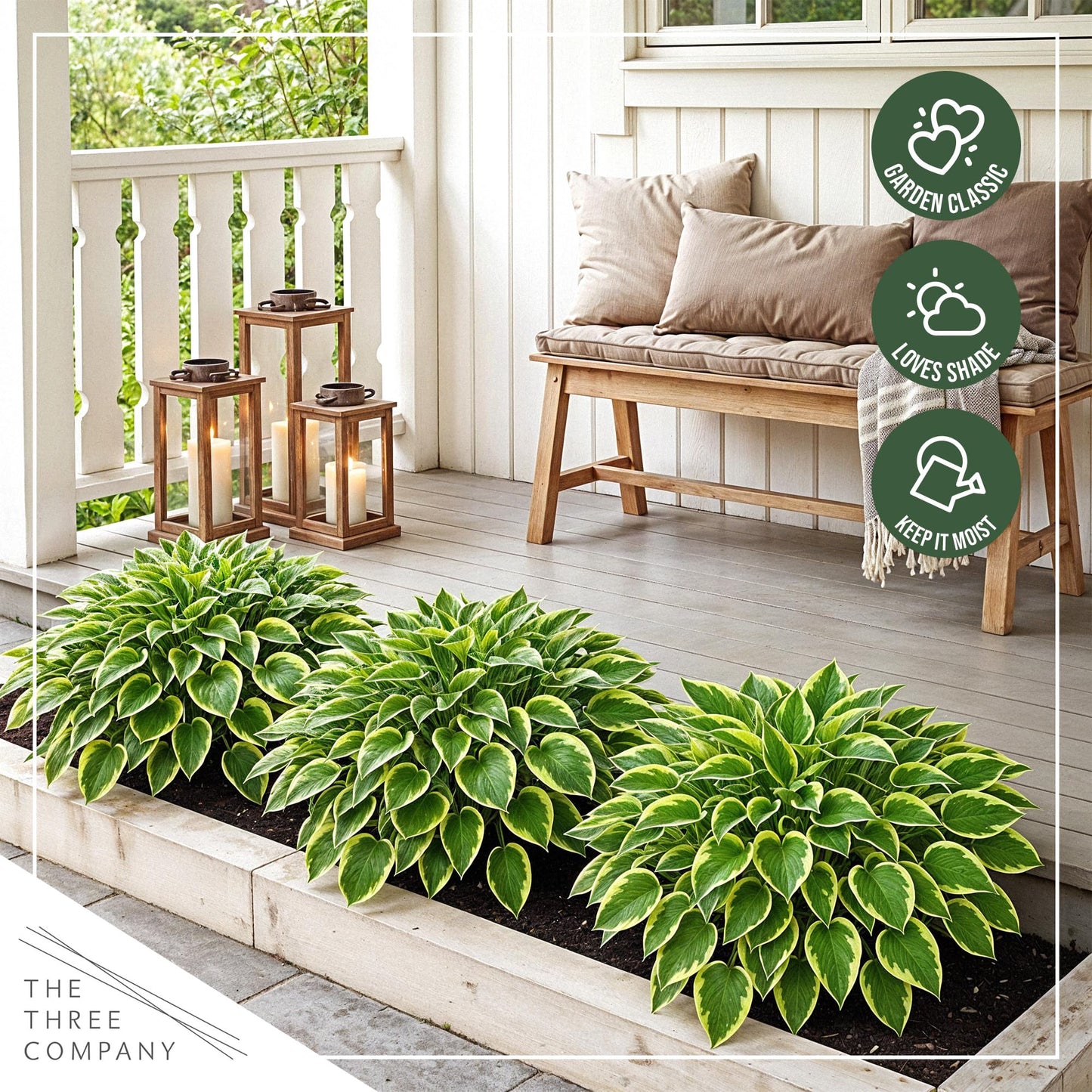 Live Perennial Hosta - Golden Tiara (3 Plants Per Pack) Beautiful Accent Plant, 10" Tall by 4" Wide in 1 Qt Pot