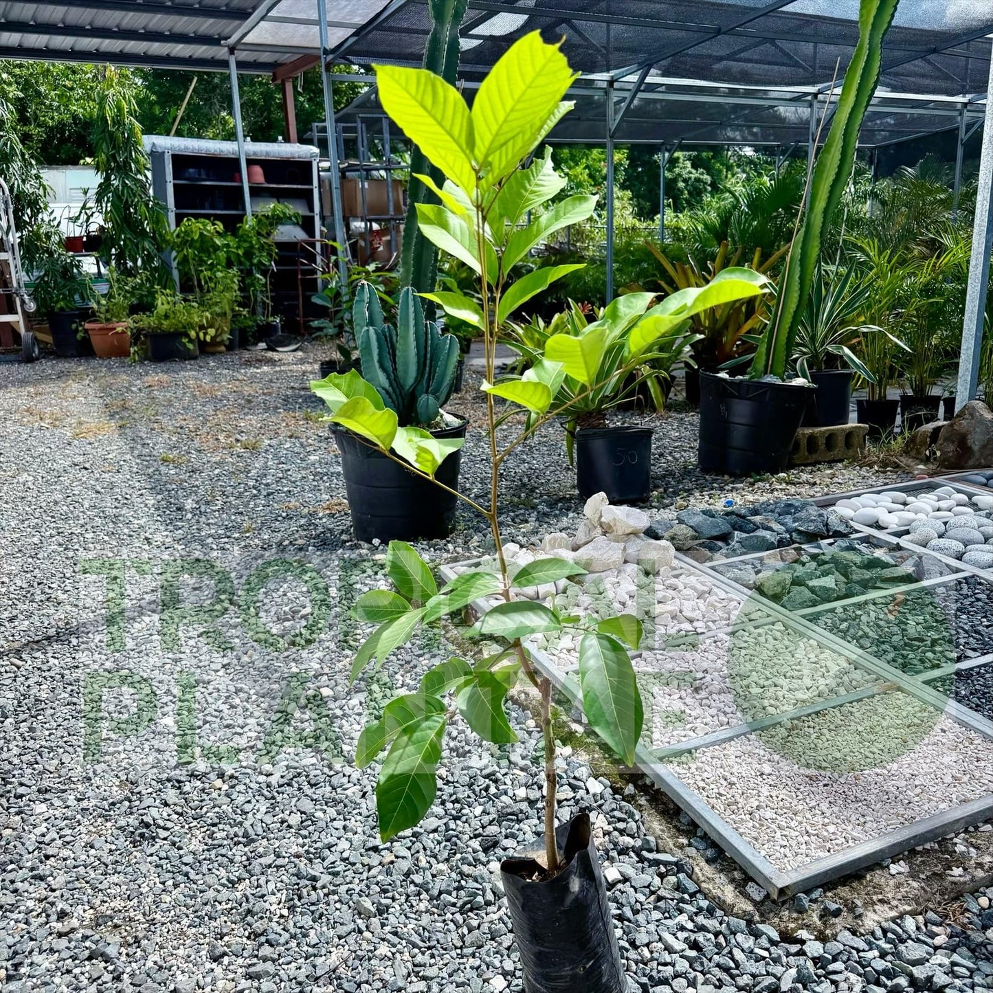 Grafted Red Rambután (Nephelium lappaceum) Exotic Fruit Live Tree 2'-3' feet talll Tropical Plantae (3'-4' feet Tall)