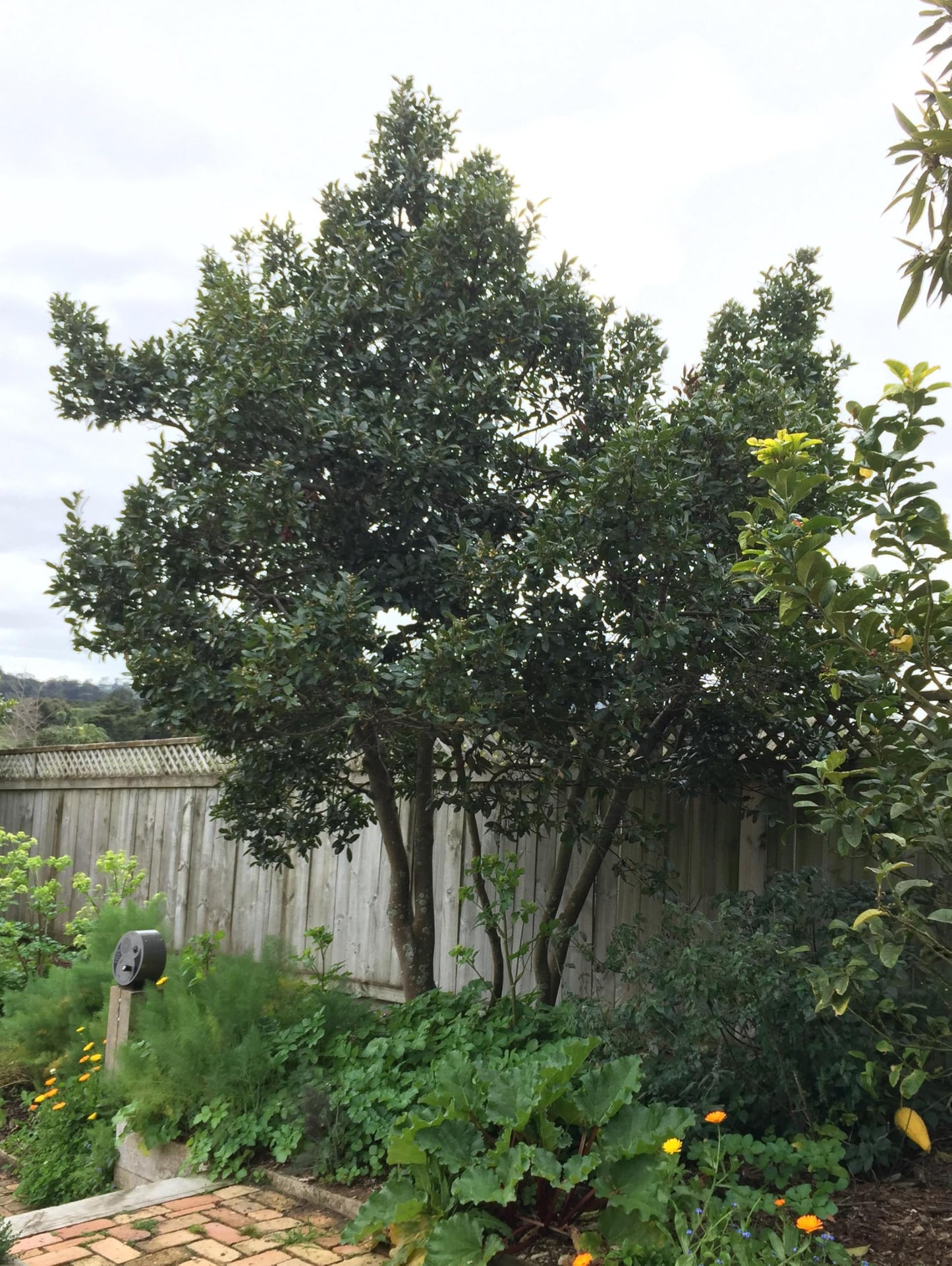 RedCrocus - RedCrocus Bay Laurel Laurus nobilis Tree | Aromatic, Evergreen, Culinary Herb for Gardens & Containers 2 Gallon