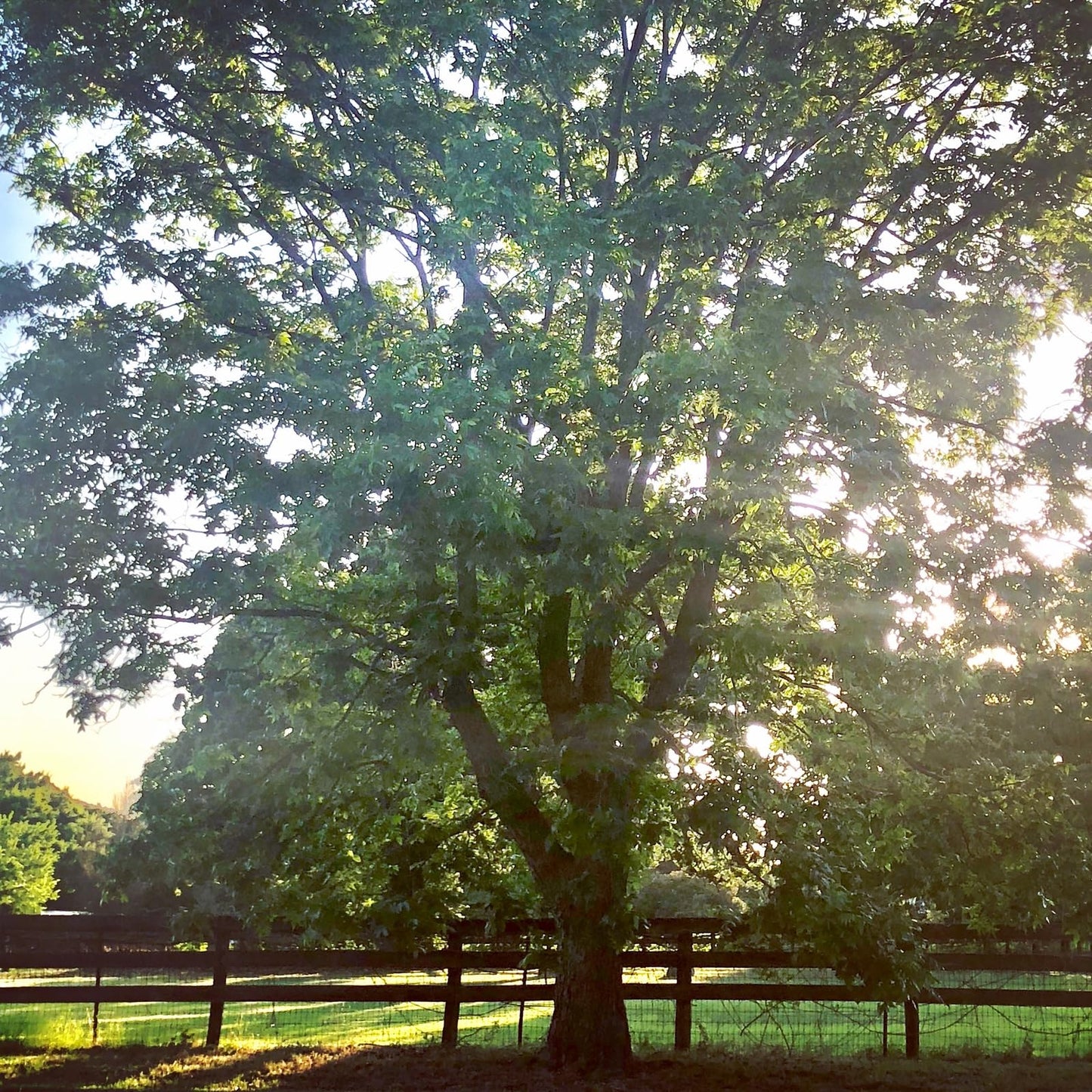 Live Plant - 2 Hardy Pecan Trees - 18-24" Tall Seedlings - Live Plants - Carya illinoinensis