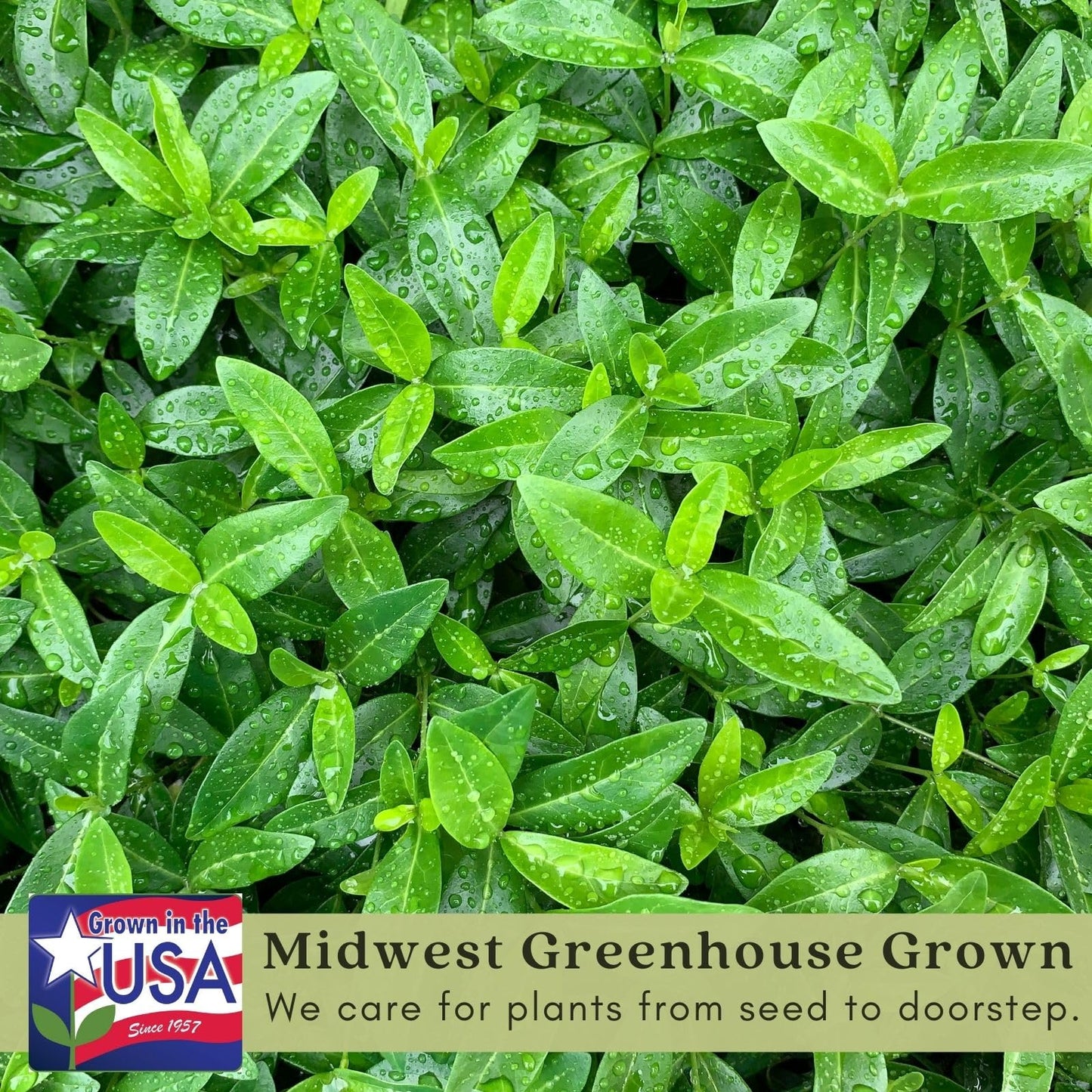 Clovers Garden Creeping Myrtle Periwinkle Plants - Two (2) Live Plants - Non-GMO - Each 4" to 8" Tall - in 4" Pots - Vinca Minor Perennial Ground Cover, Deer Resistant