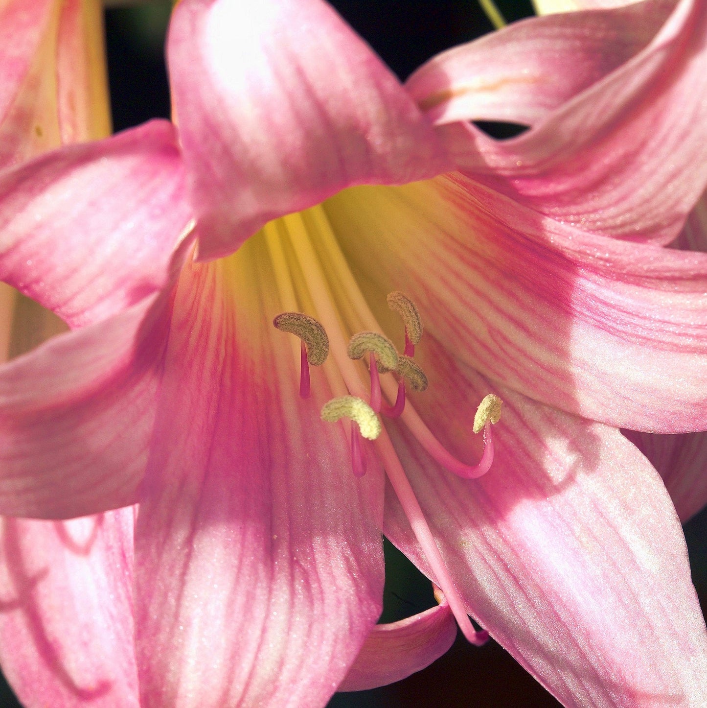Easy to Grow Trumpet Lily 'Big Band Collection' Large Plant Bulbs (4 Pack) - Mixed Colors, Tall Fragrant Flowers in Summer Gardens